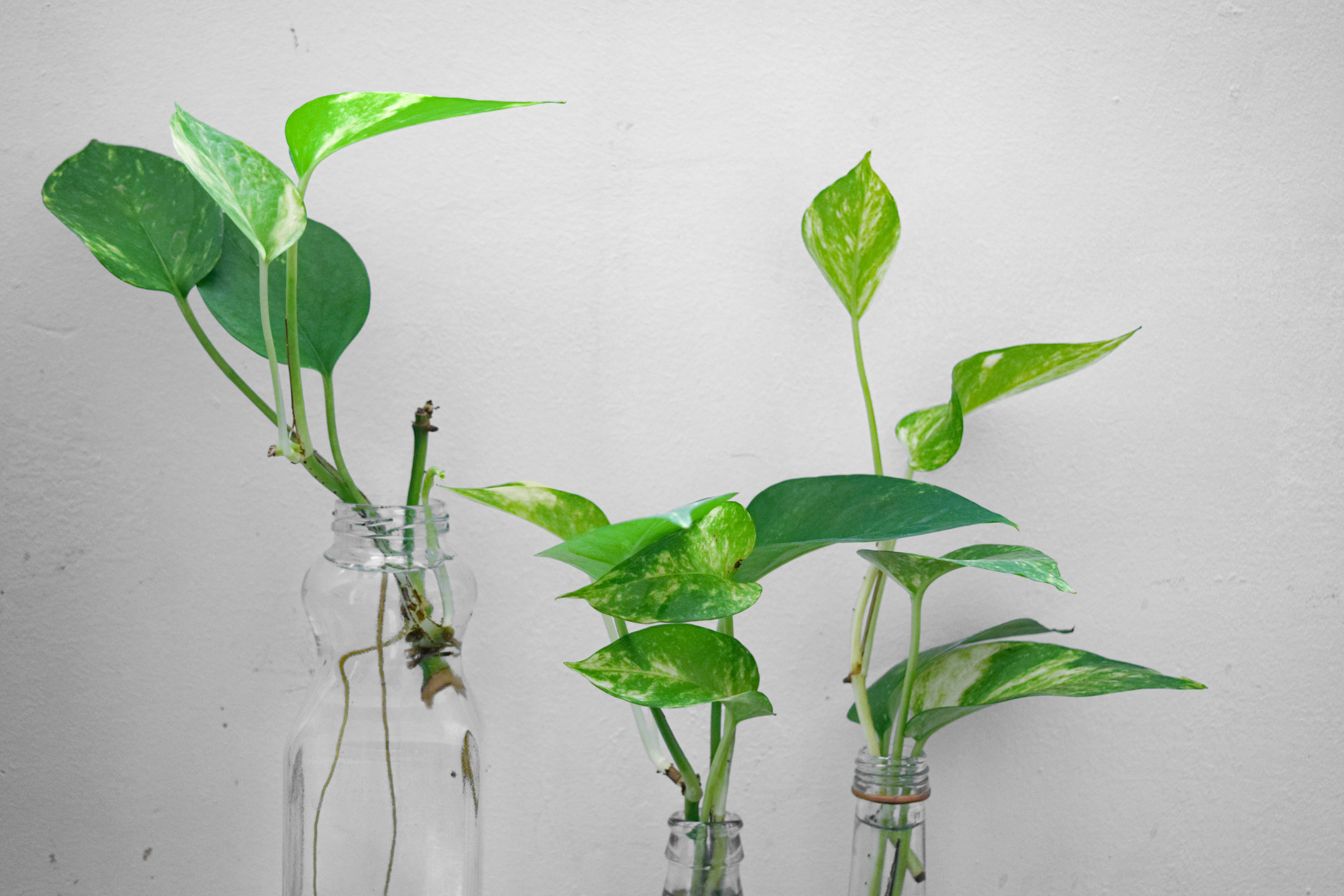 Three pothos plants in the water bottles by Gone Greenish green plant on clear glass vase
