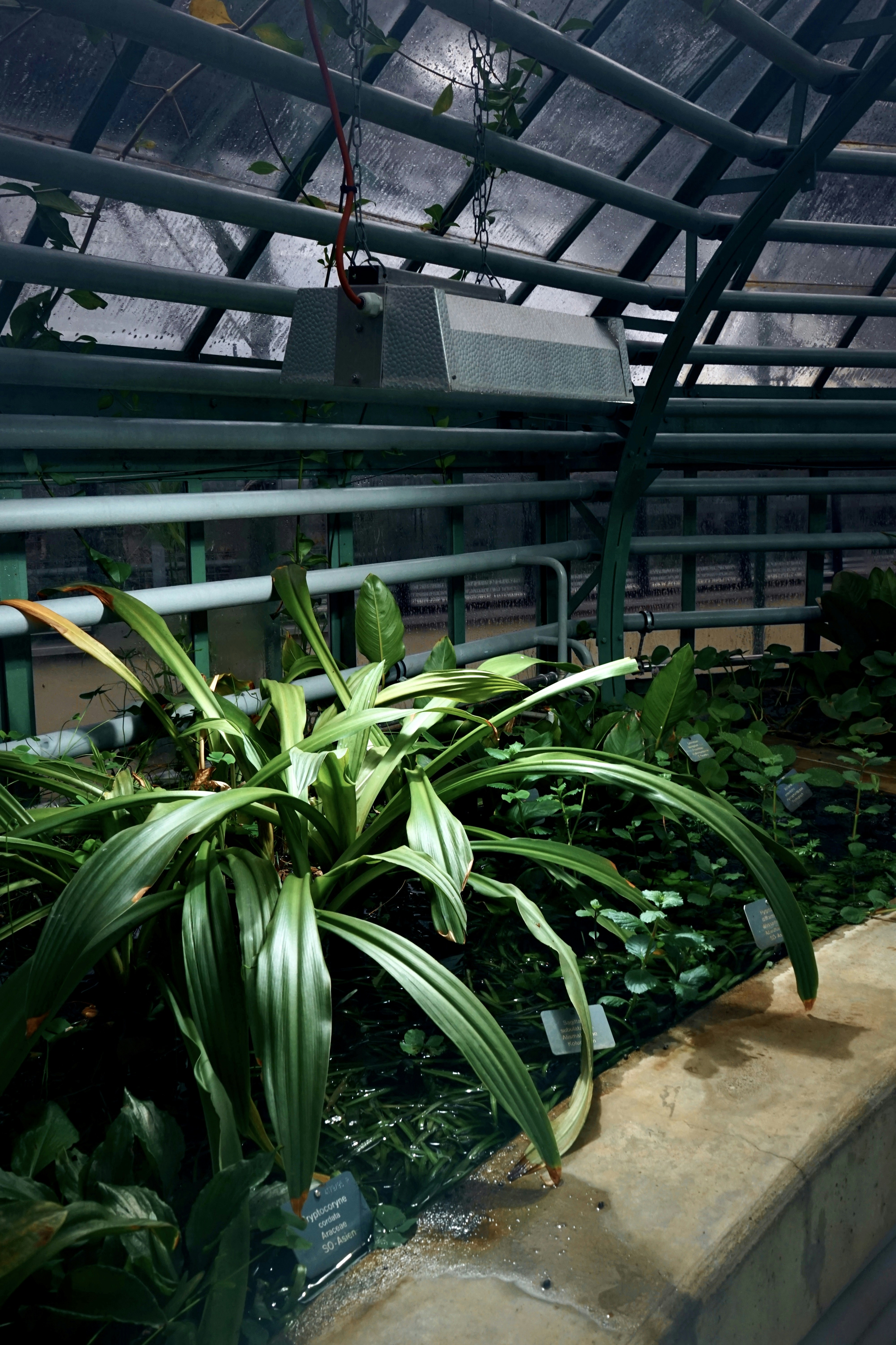 FAQ: Your Burning Plant Questions Answered by Gone Greenish a plant in a pot
