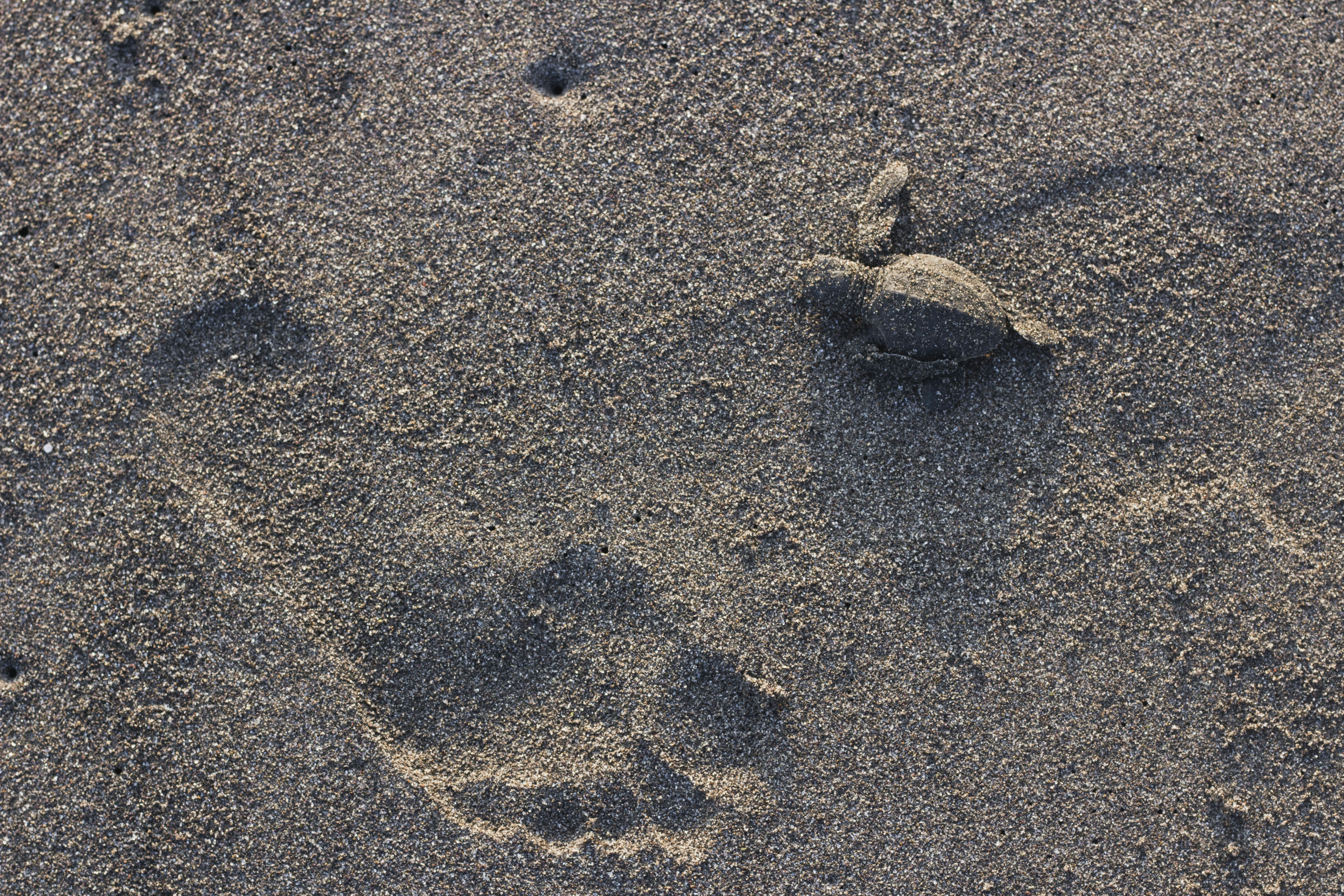 a crab on sand