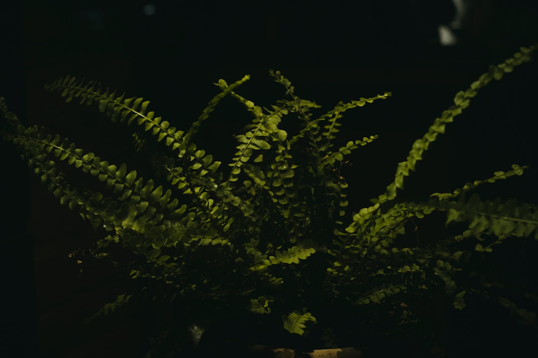 How much oxygen do plants consume at night by Gone Greenish a close-up of a green plant
