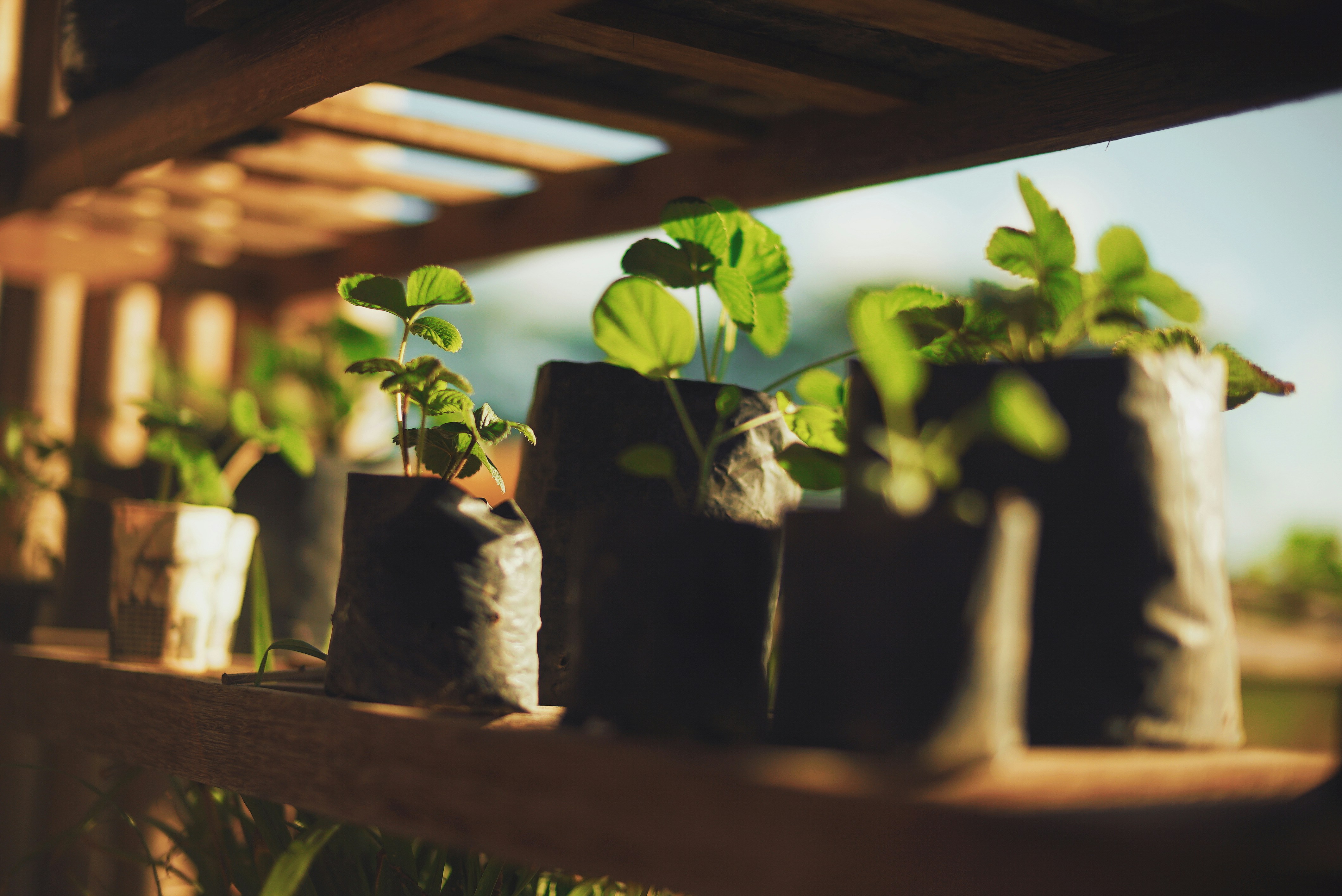 Conclusion: Our Final Take on Houseplants and Oxygen 💡 by Gone Greenish green plants