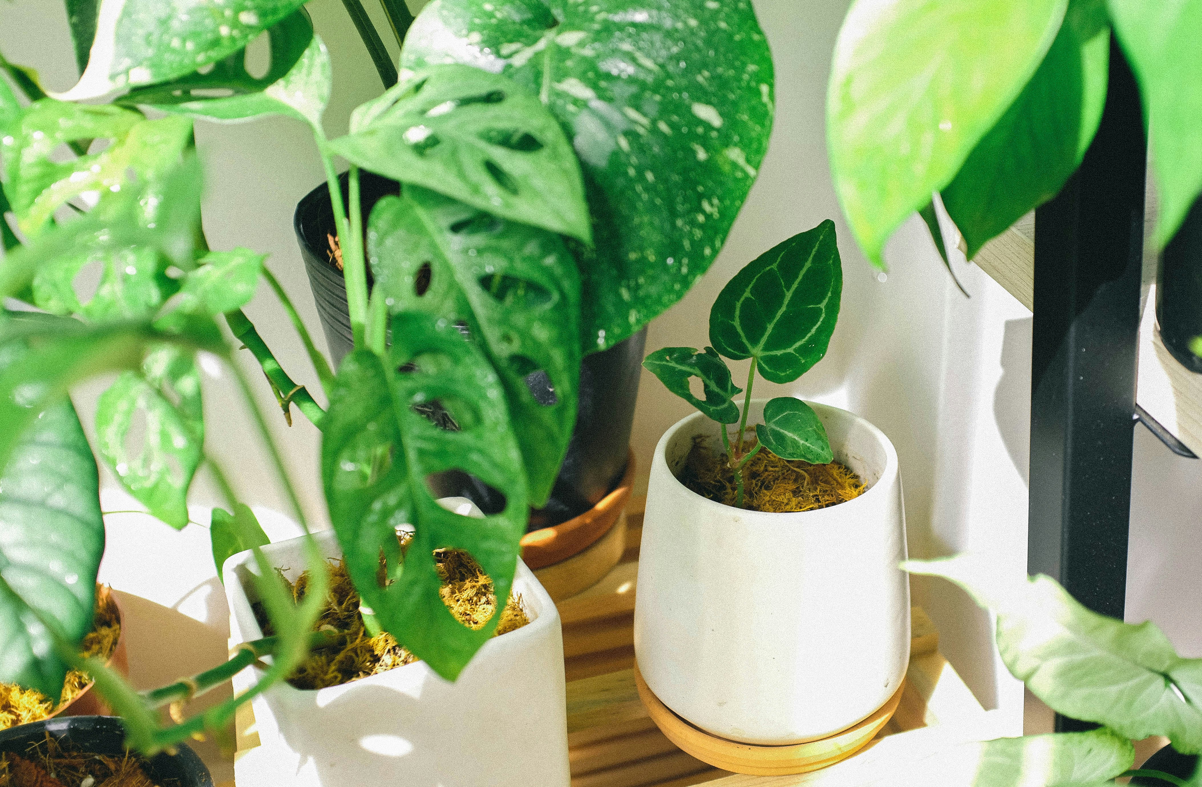 selective focus photo of green-leafed plants