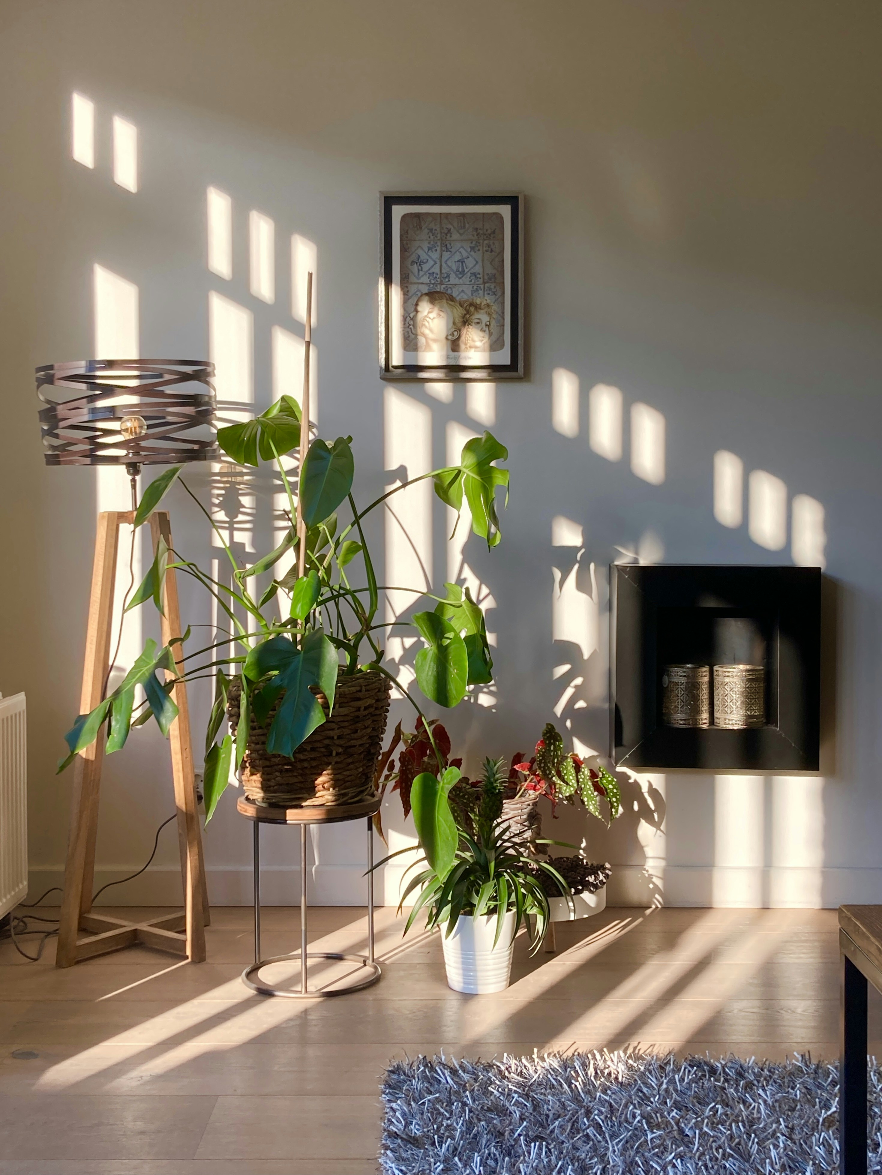 green indoor plant beside white wall