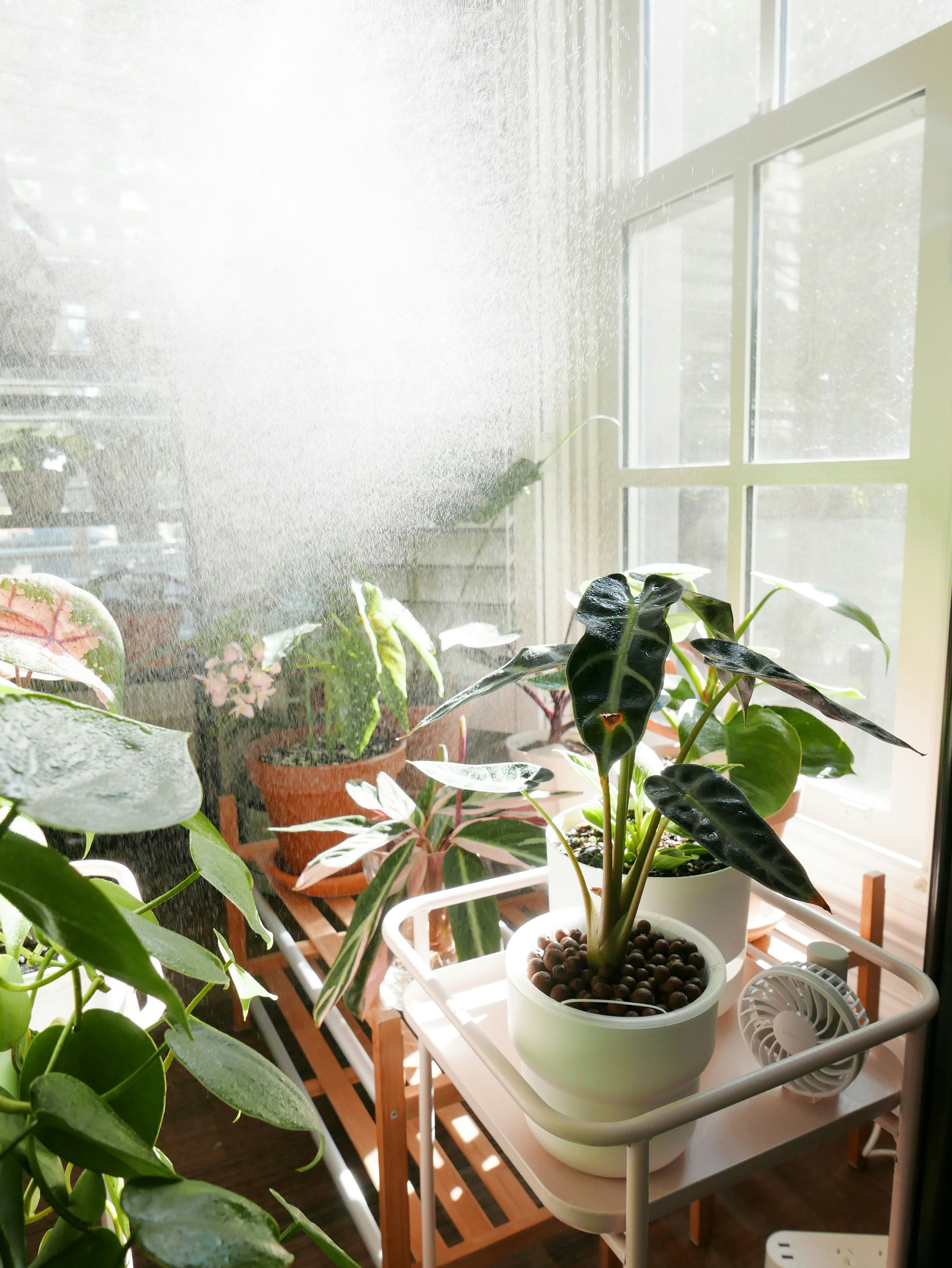 FAQ 🤔 by Gone Greenish green potted plant on white ceramic pot