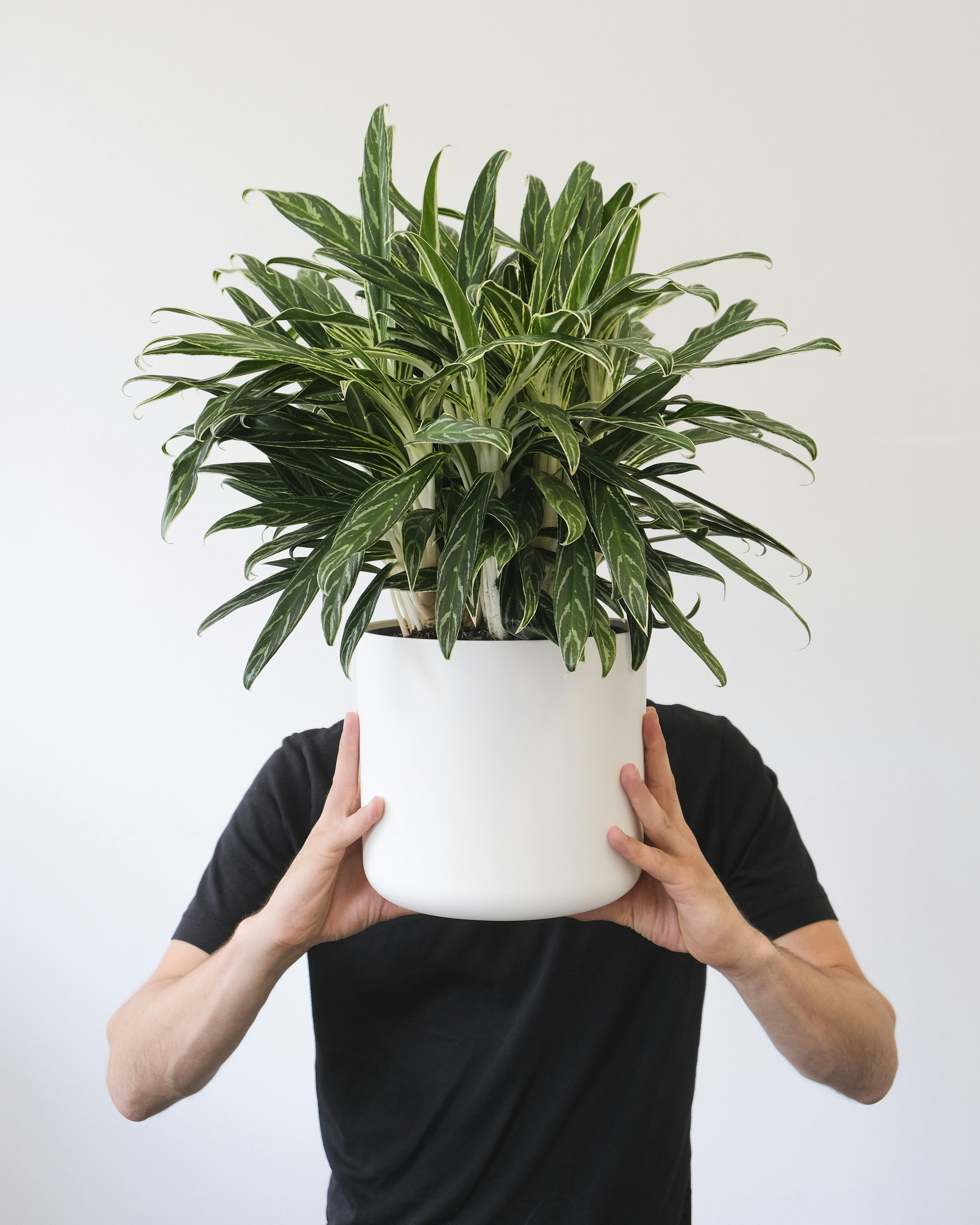 Man holding an Aglaonema zebra feathers in fornt of his face by Gone Greenish a person holding their hands up in front of a potted plant