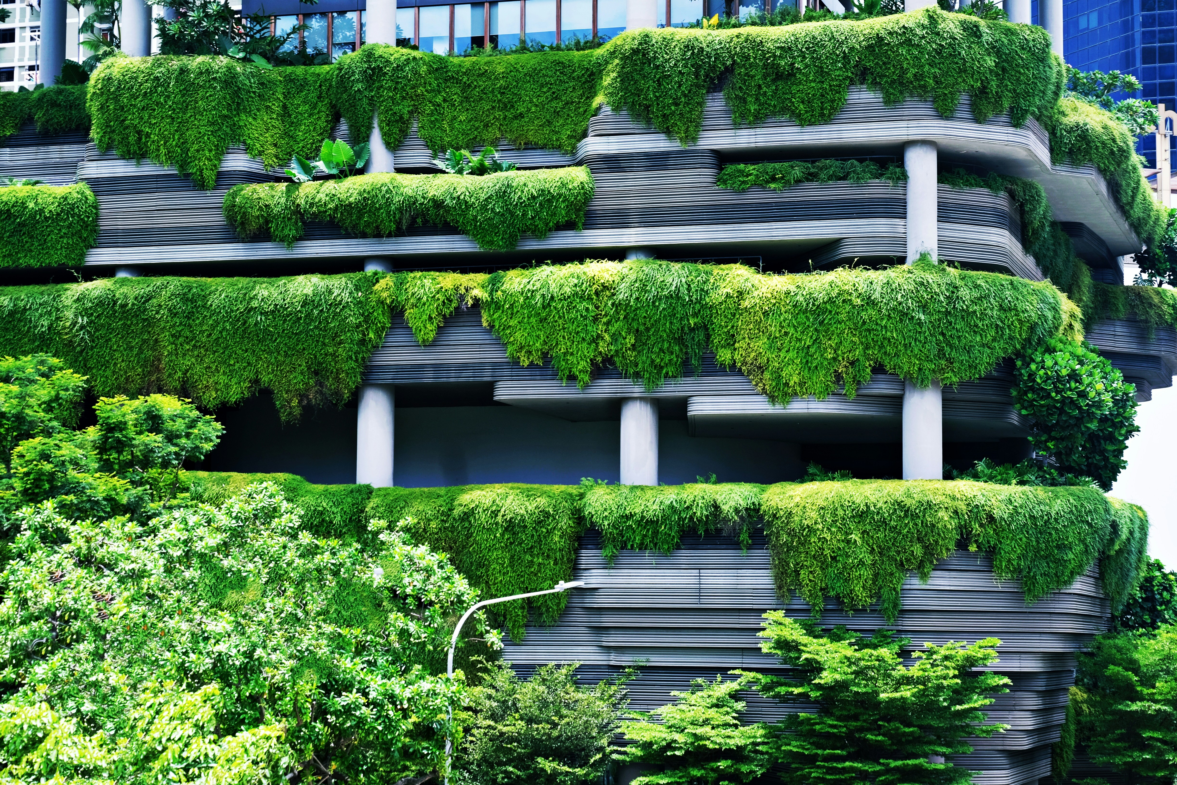 green plants on white concrete fence