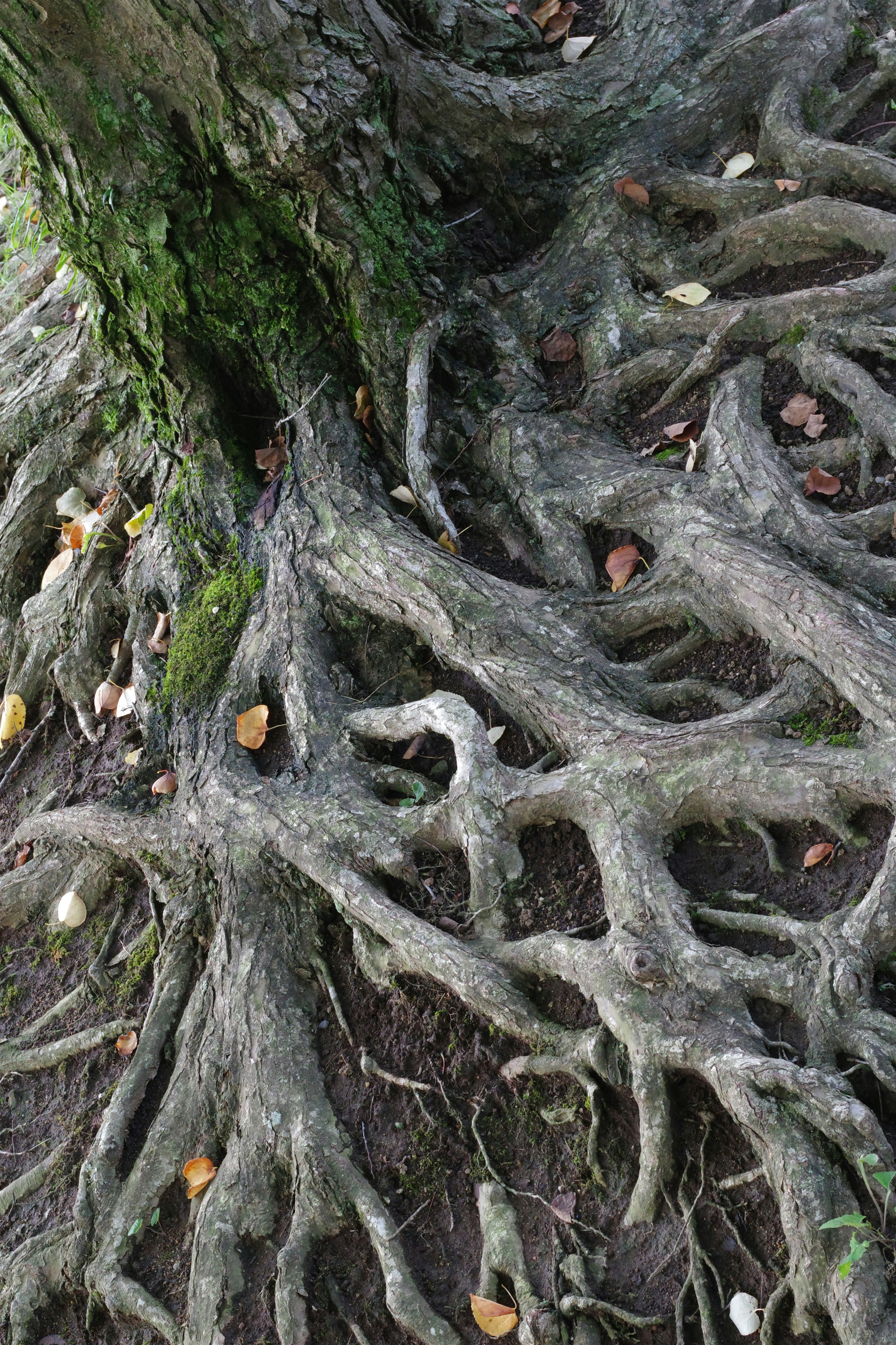 A large tree with very large roots on the ground