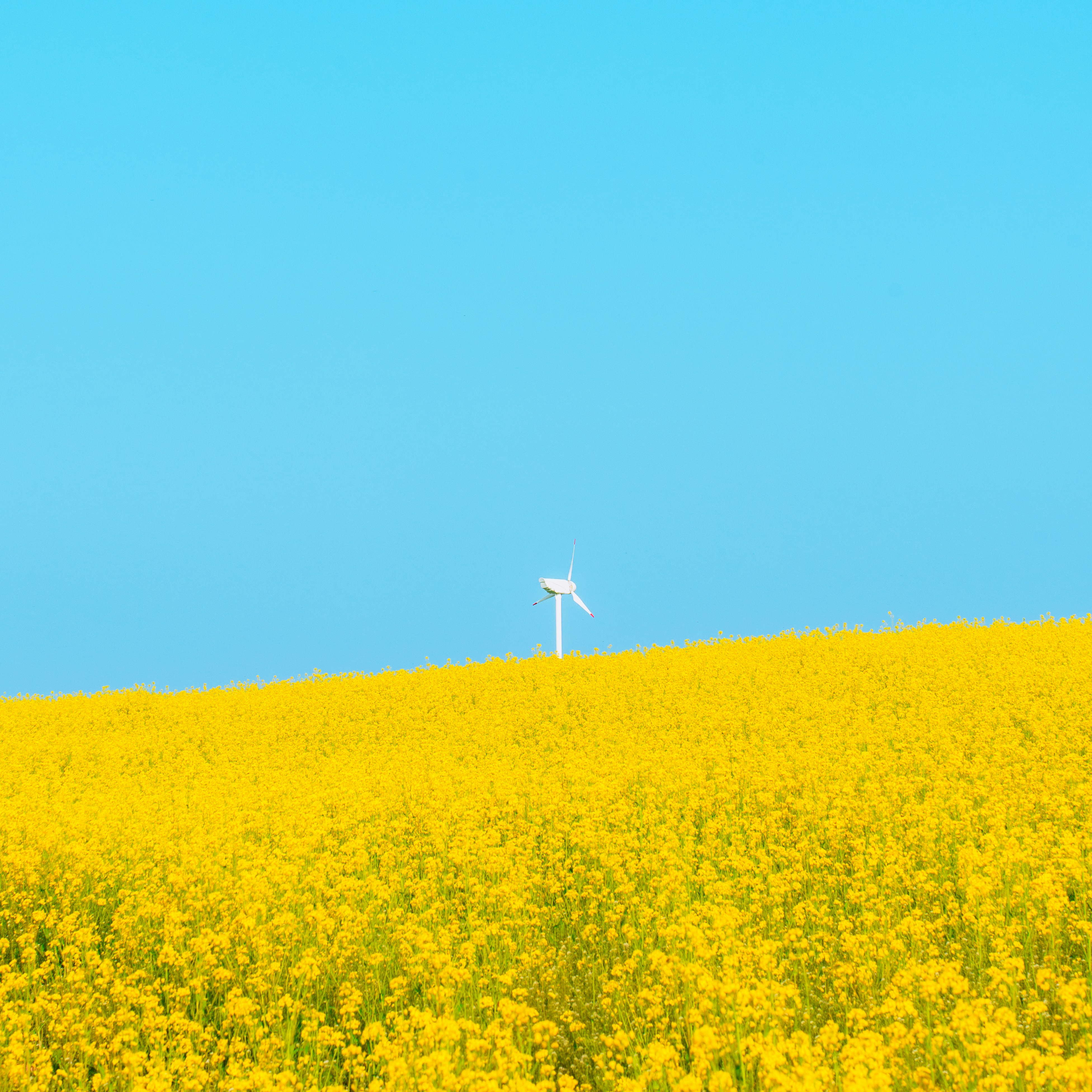 Wind turbine in a bright yellow field under blue sky
