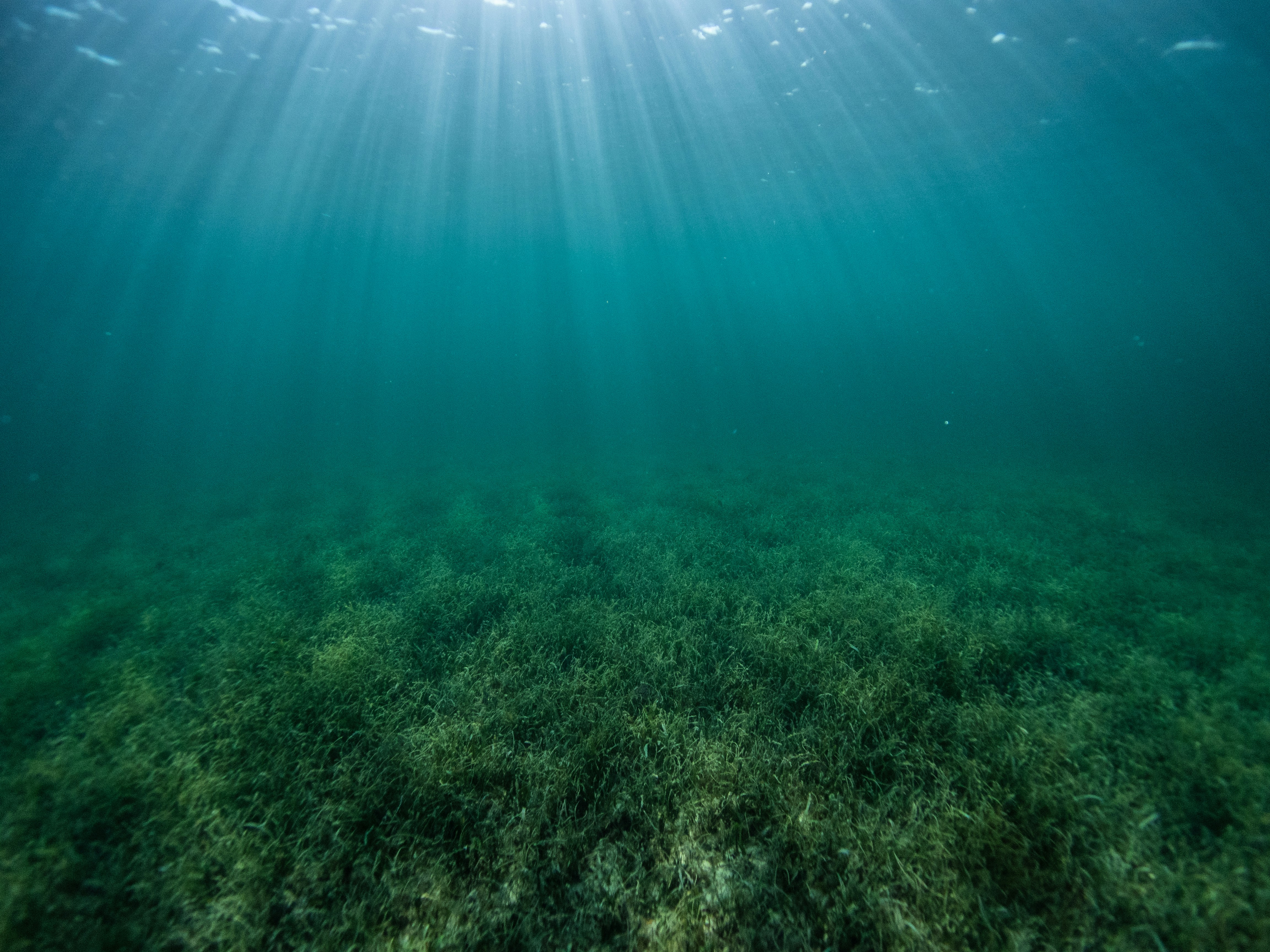 green grass under blue sky