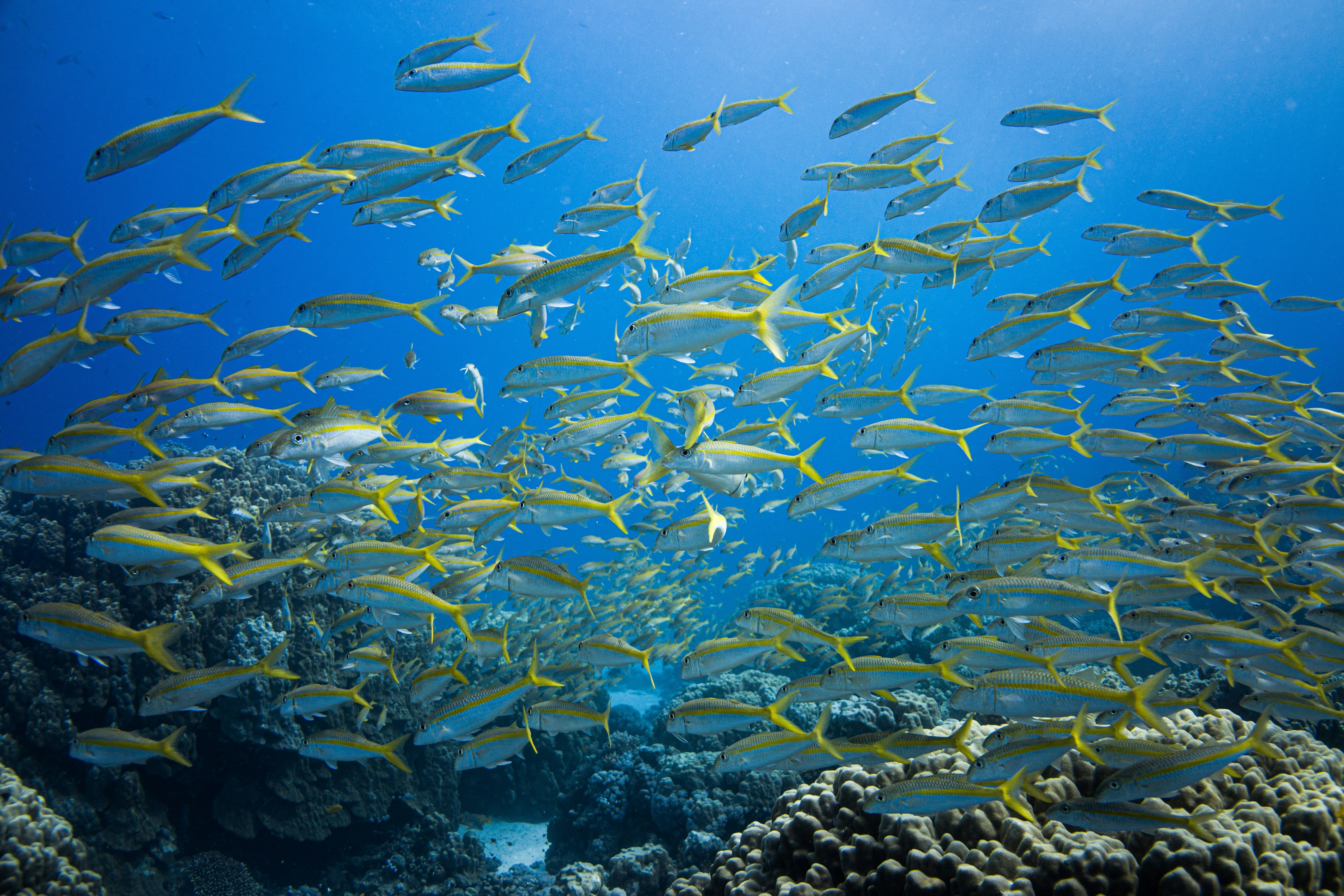 a school of fish swimming in the ocean