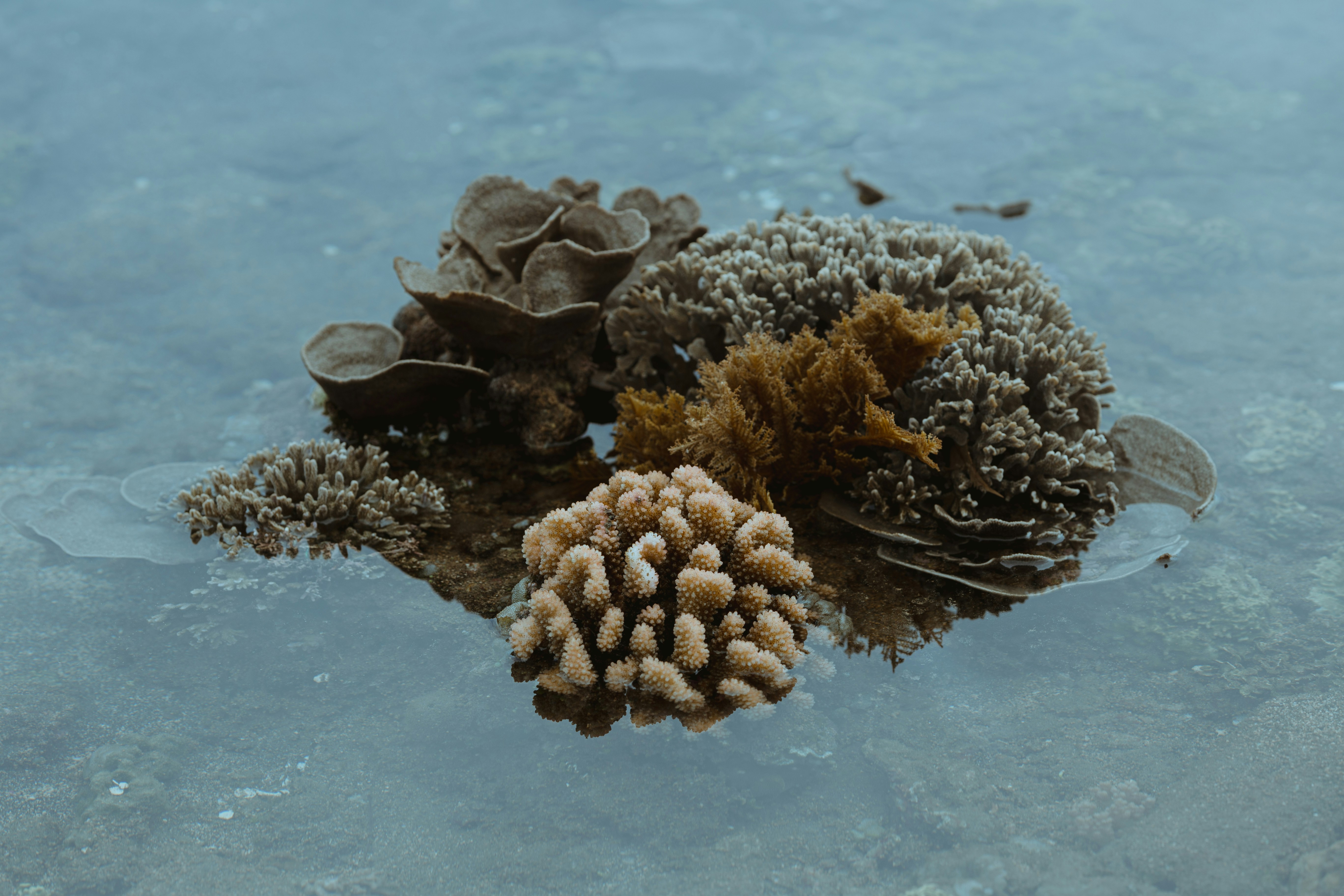 Various types of coral on the ocean floor.