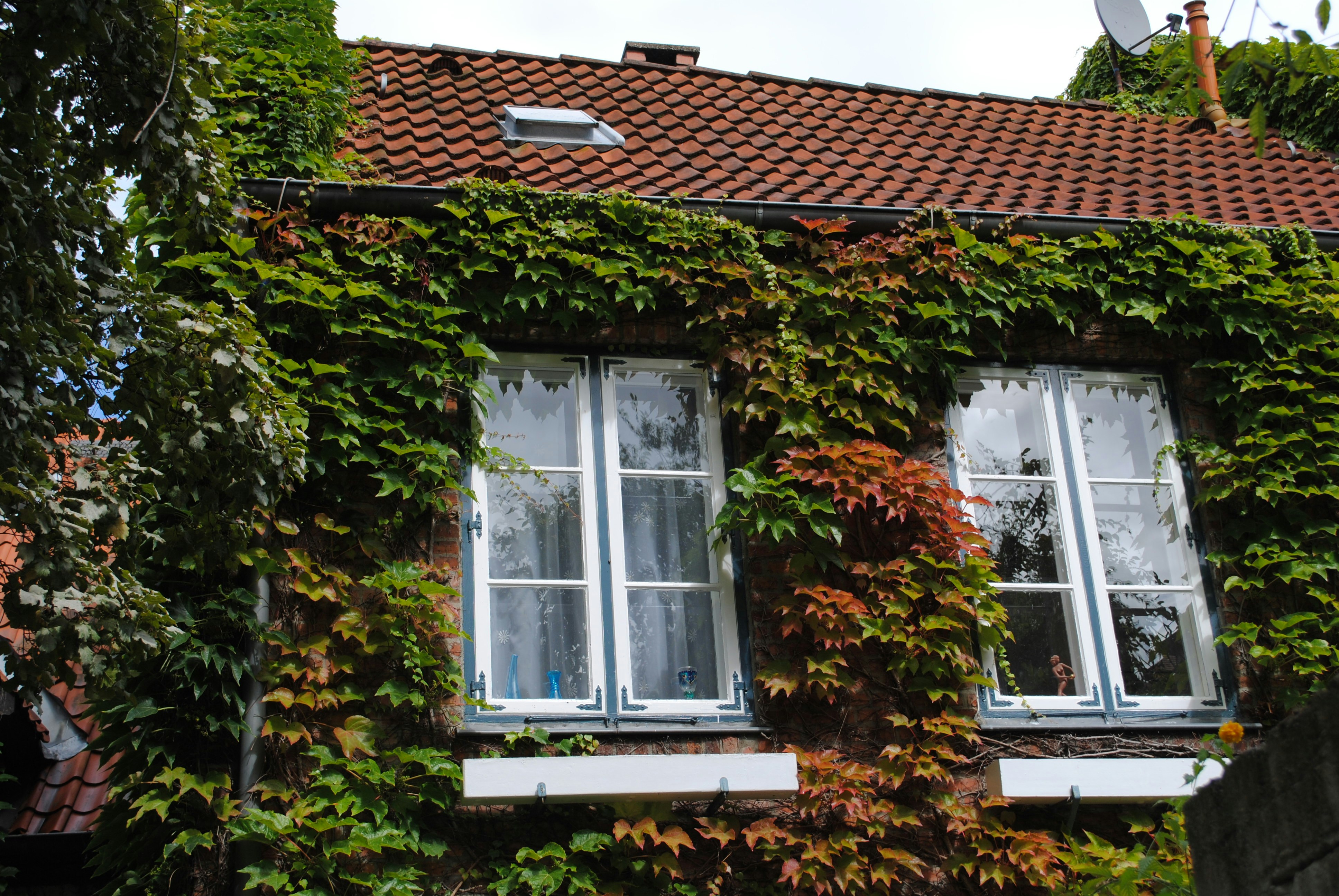 House covered in lush green ivy and autumn leaves.