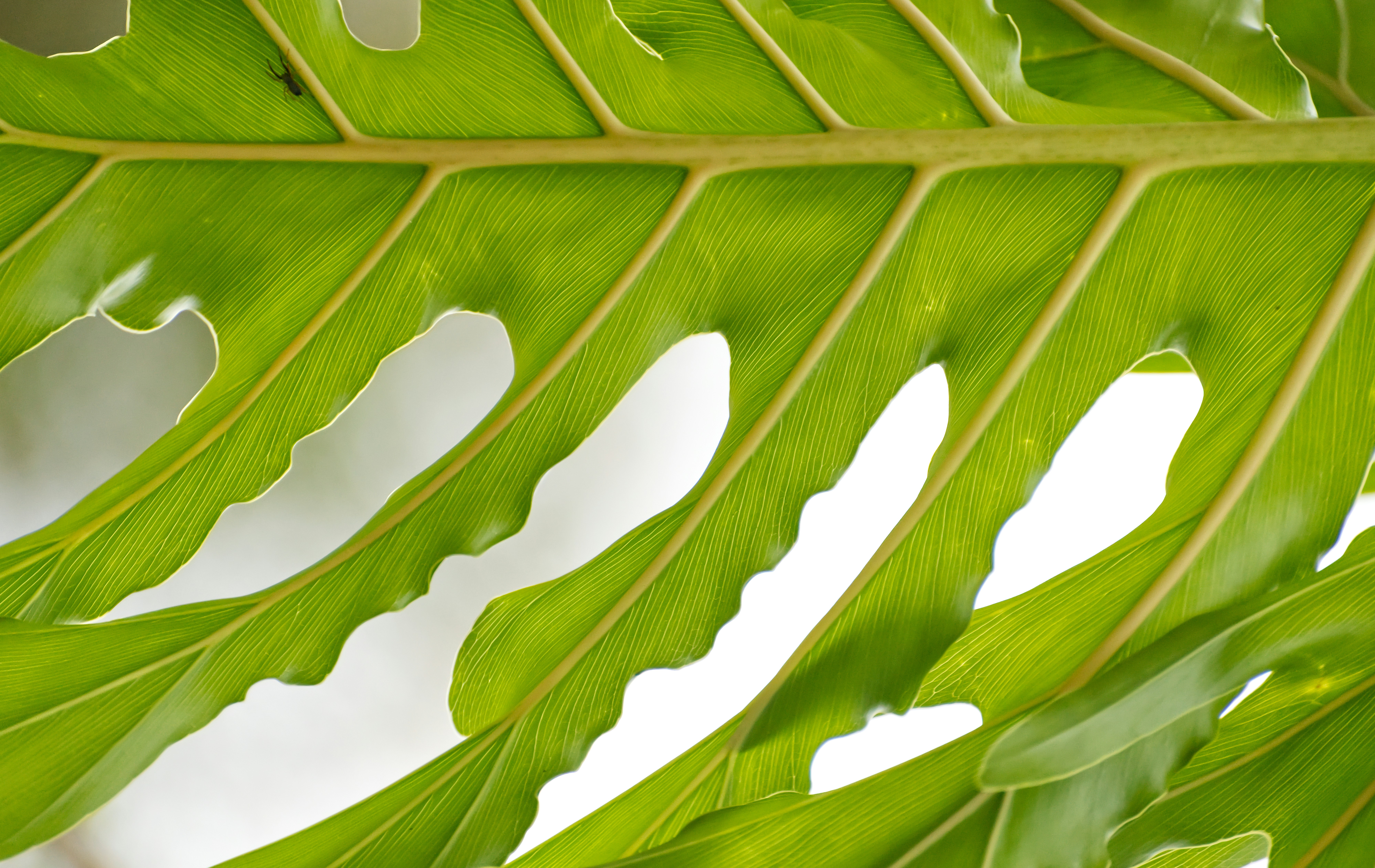 Close-up of a vibrant green leaf with natural holes.