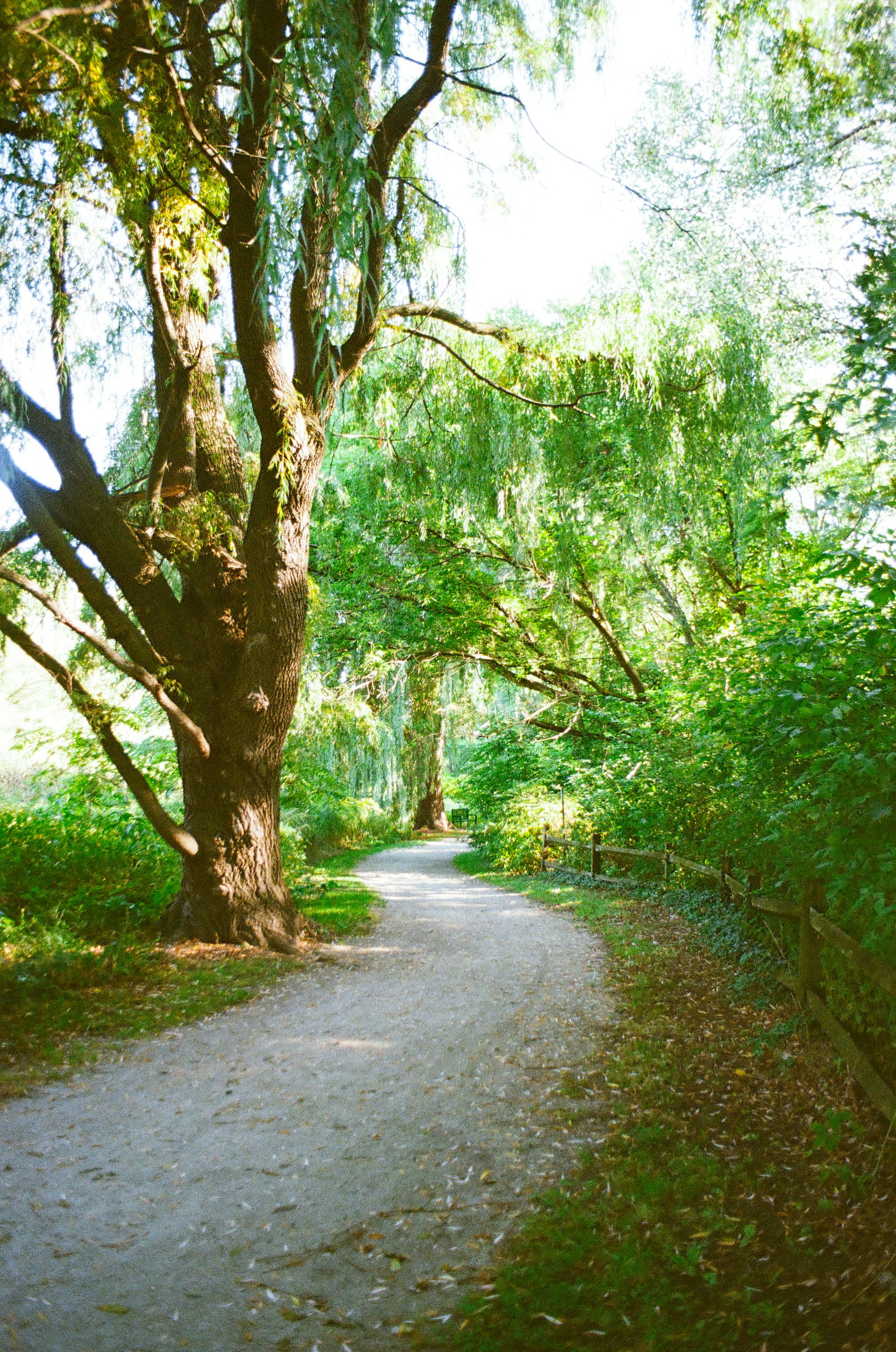A winding path through a lush green forest