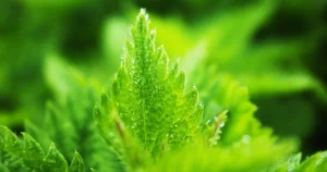 Featured image for What Is Meant by Natural Health Unlocking Its True Power 2026