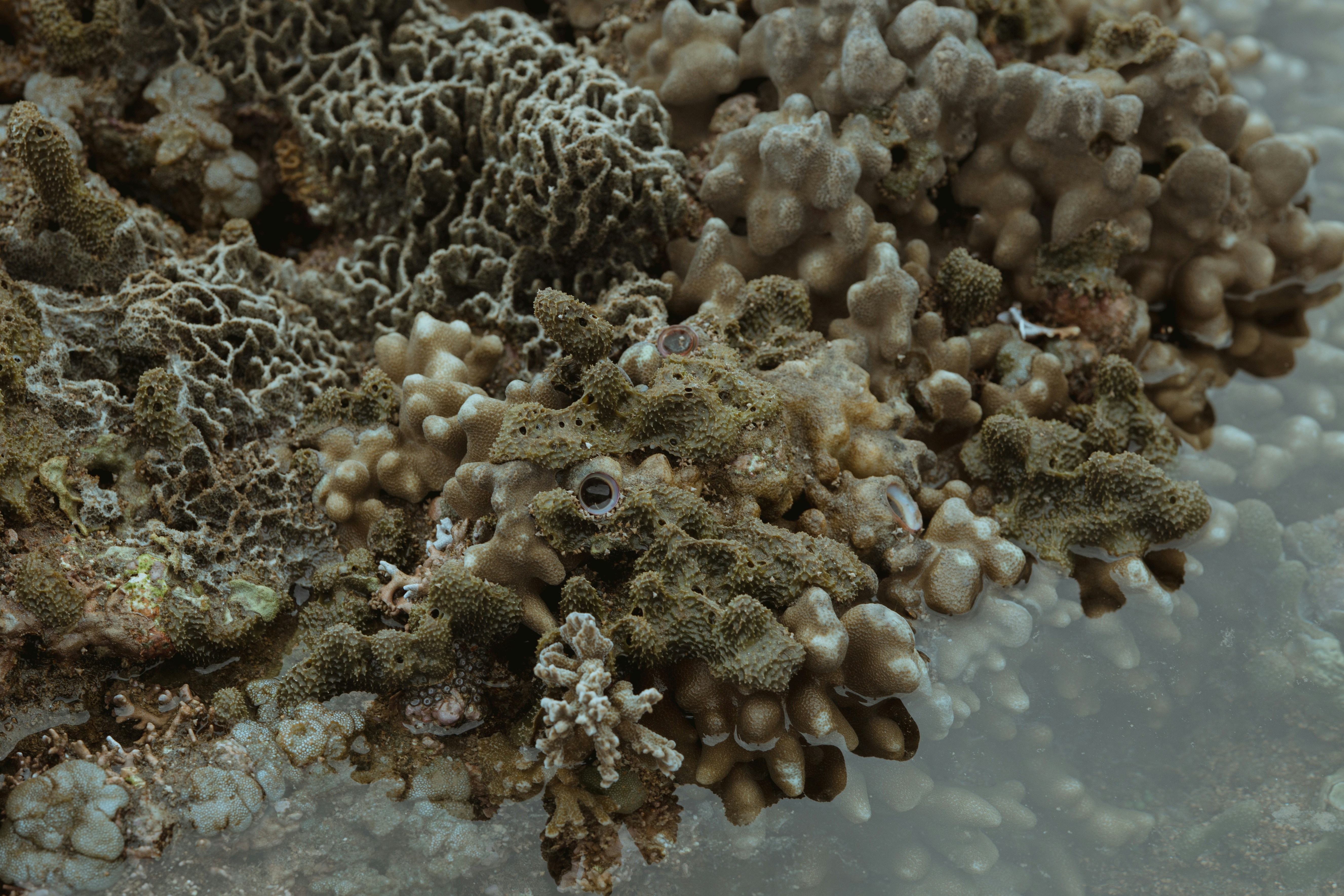 Close-up of textured coral reef underwater.