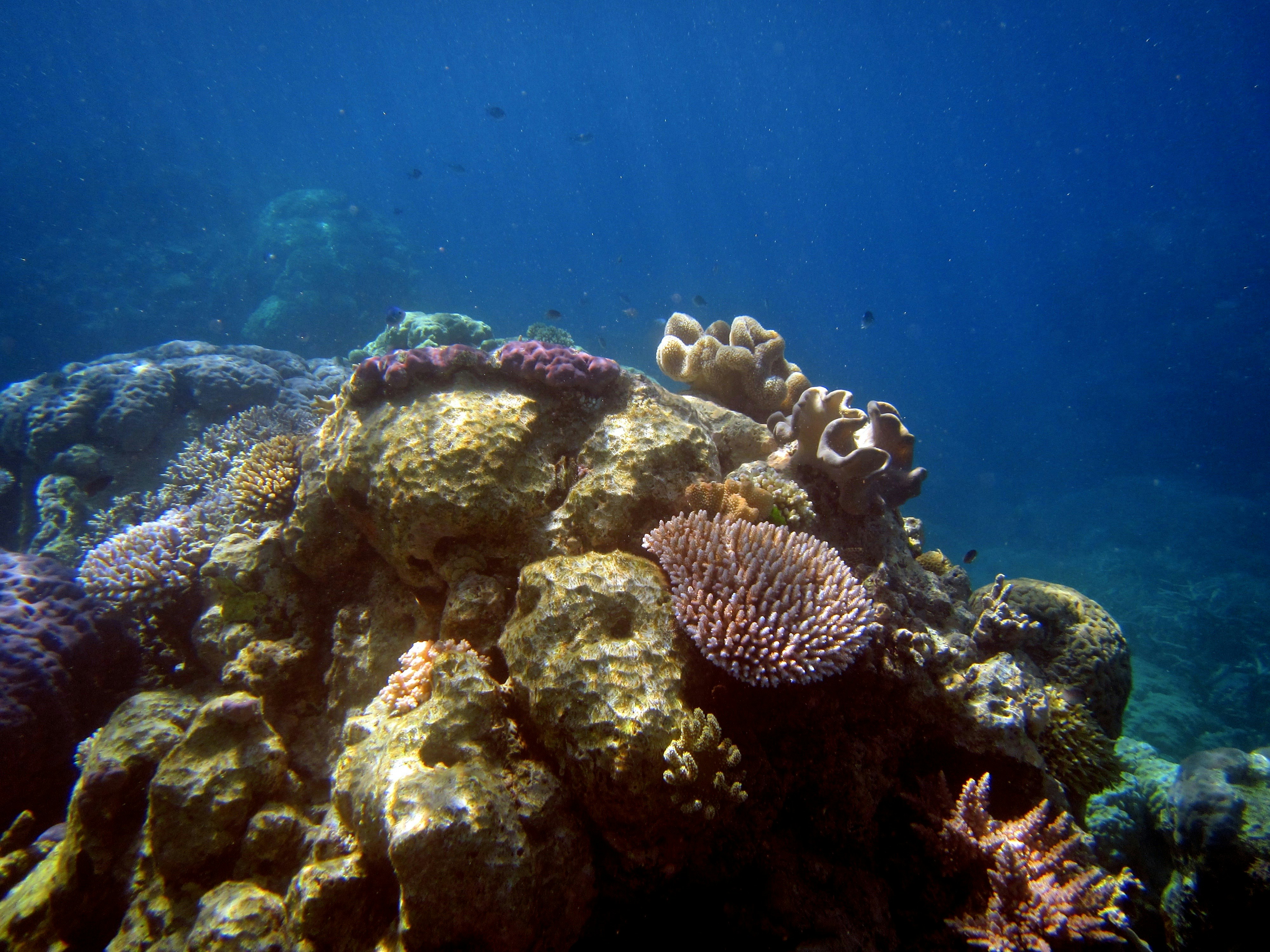Colorful coral reef teeming with life underwater