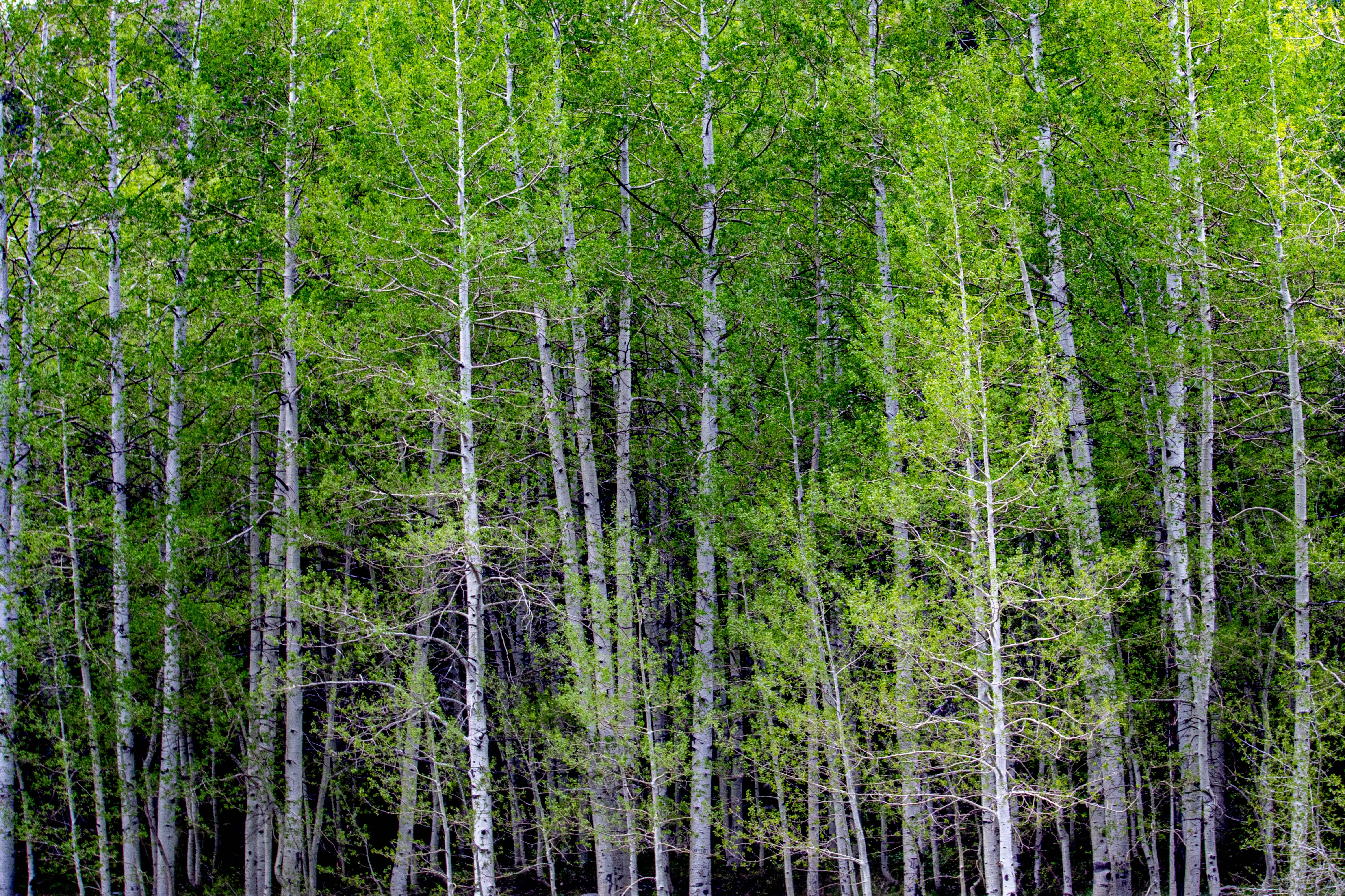 green trees on forest during daytime