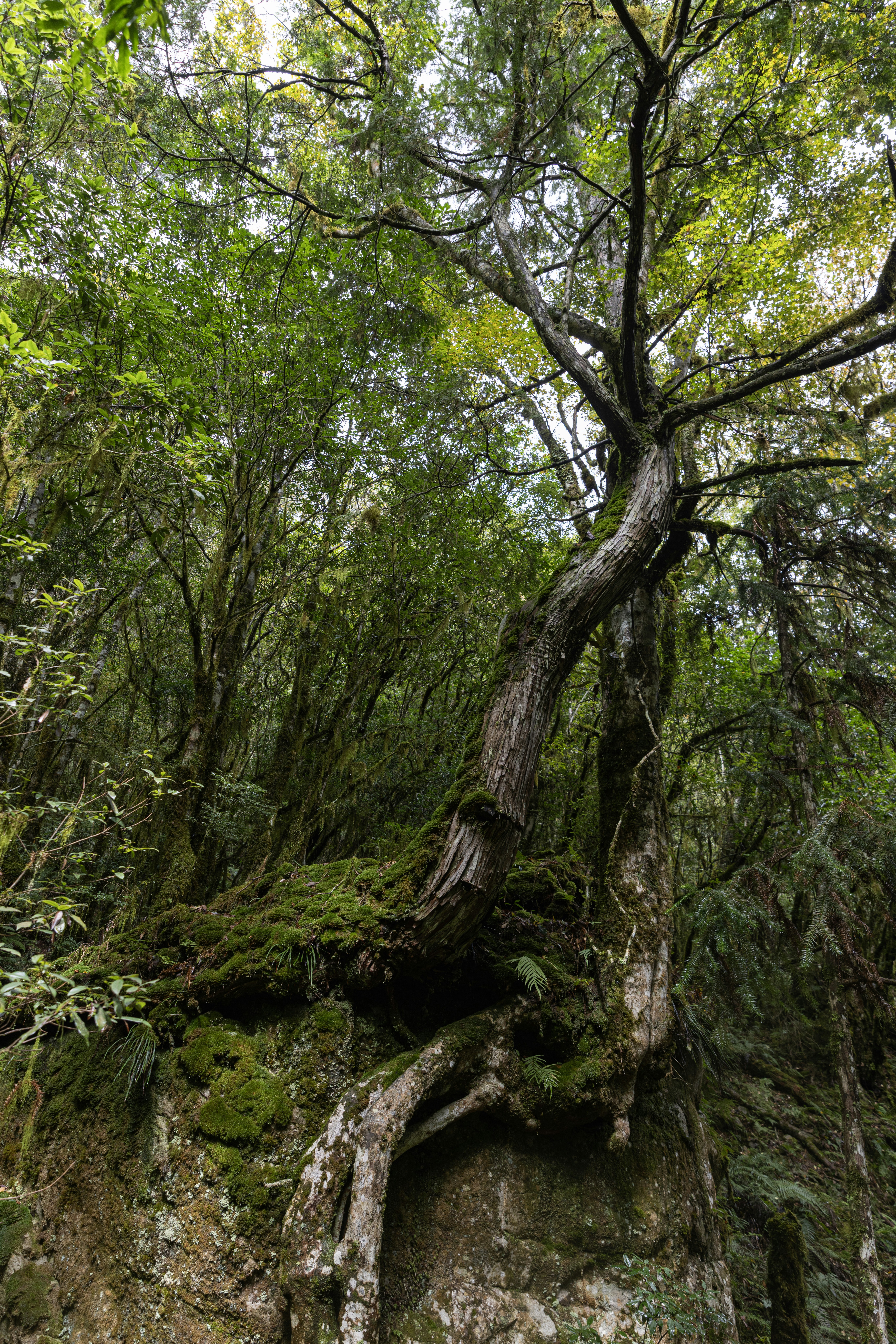 A gnarled tree growing on a moss-covered rock.