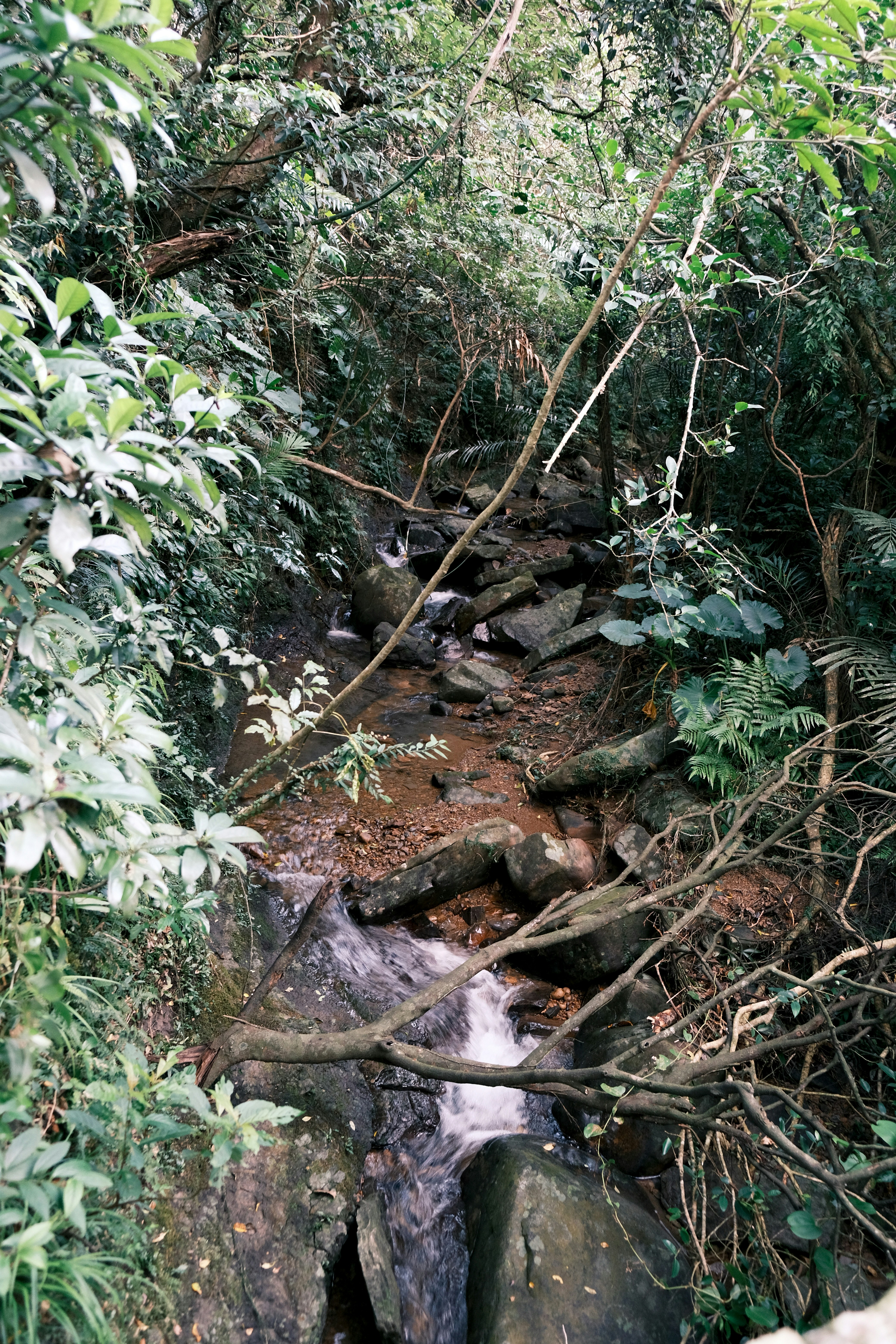 A small stream flows through a dense, green forest.