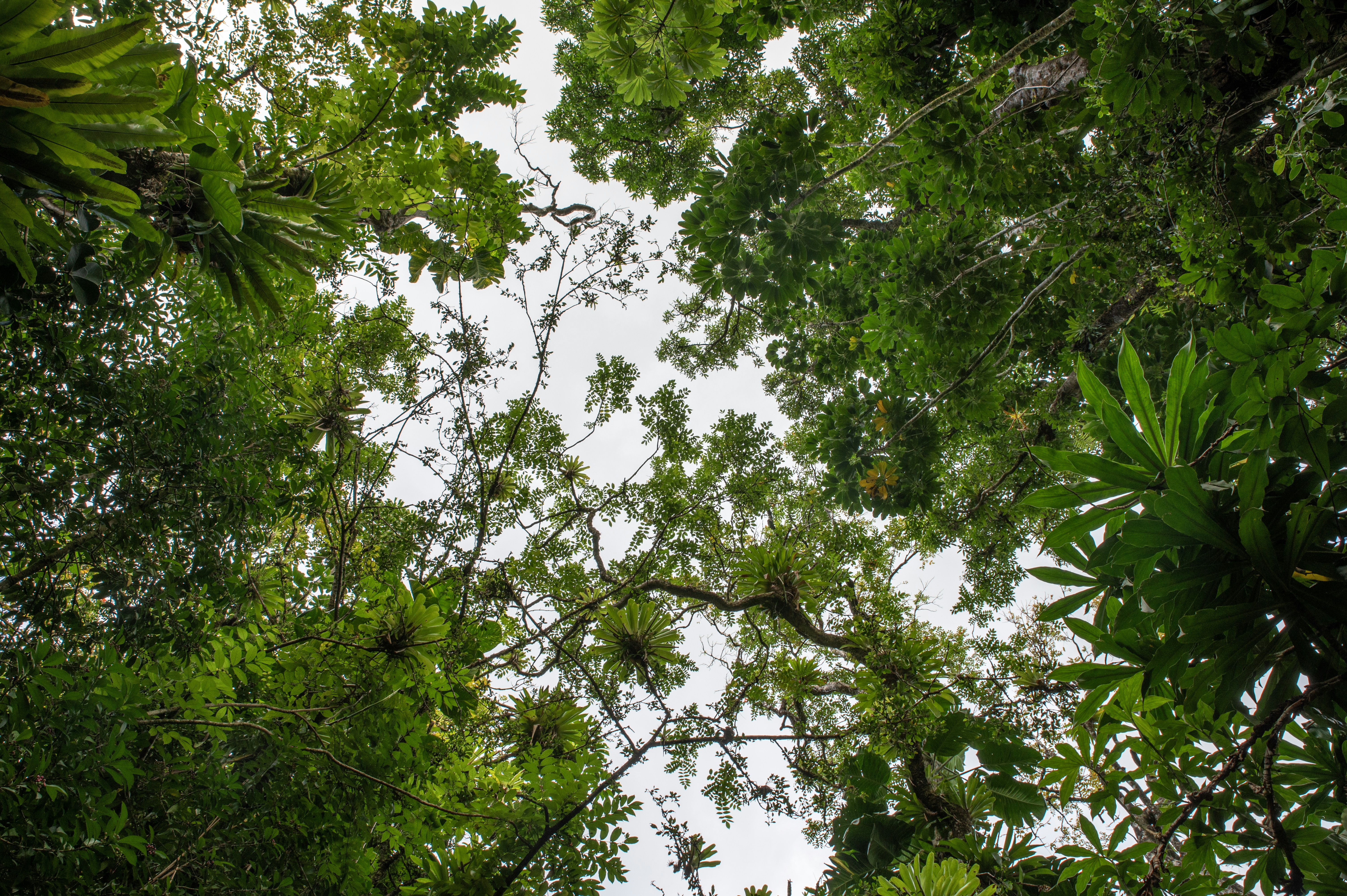 Looking up through lush green forest canopy