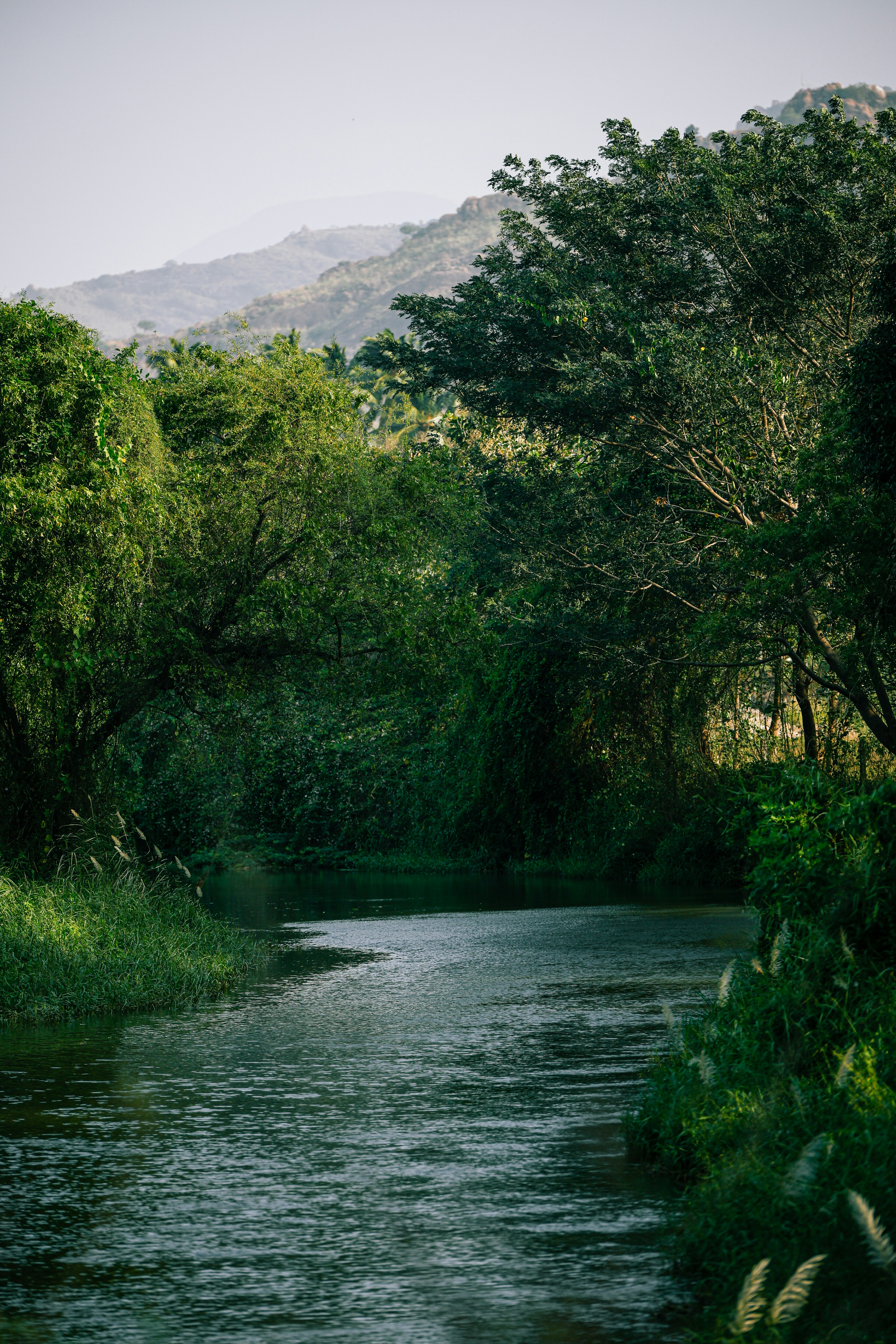 A winding river flows through a lush green forest.