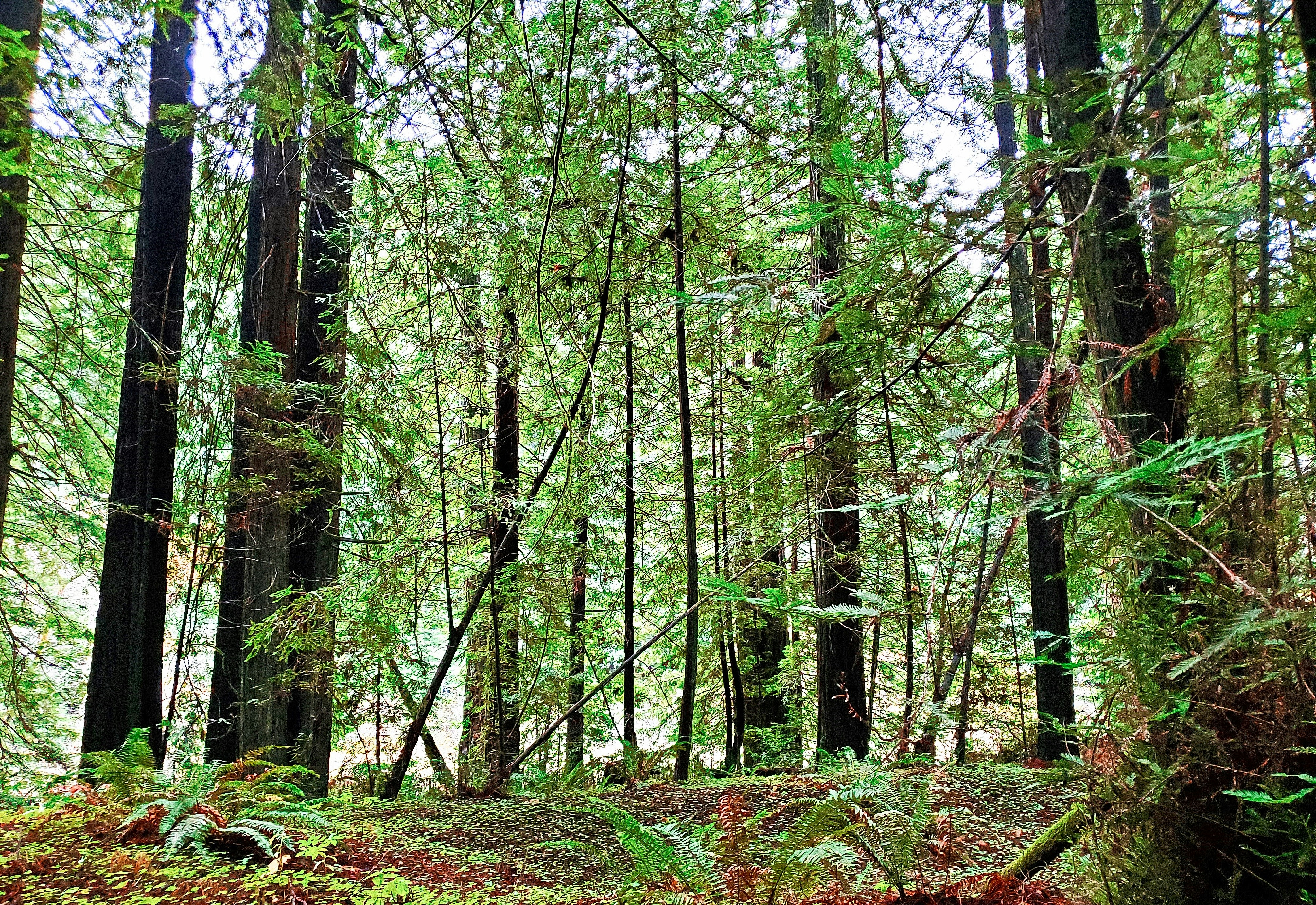a forest filled with lots of tall trees