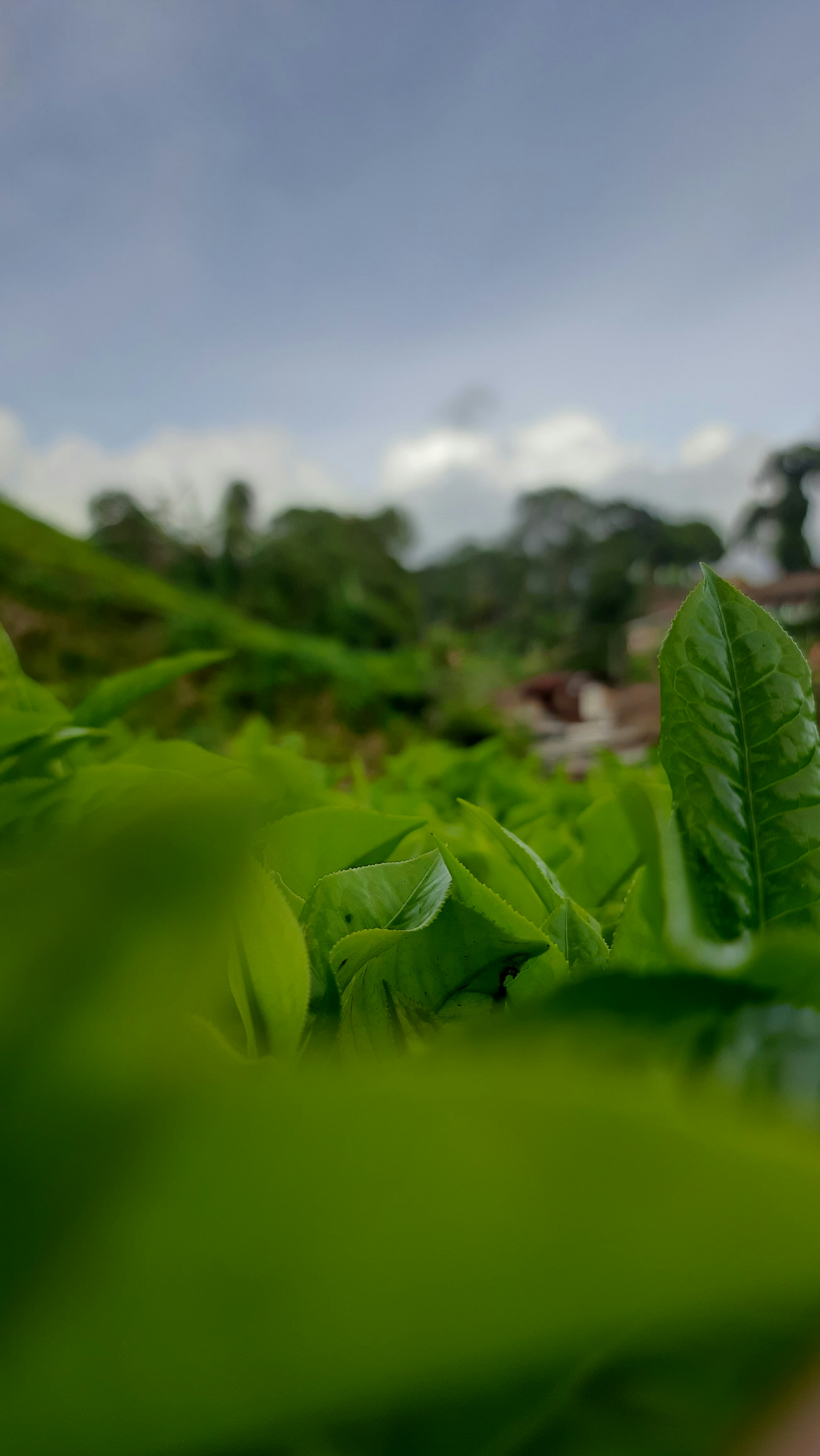 close-up of a green plant