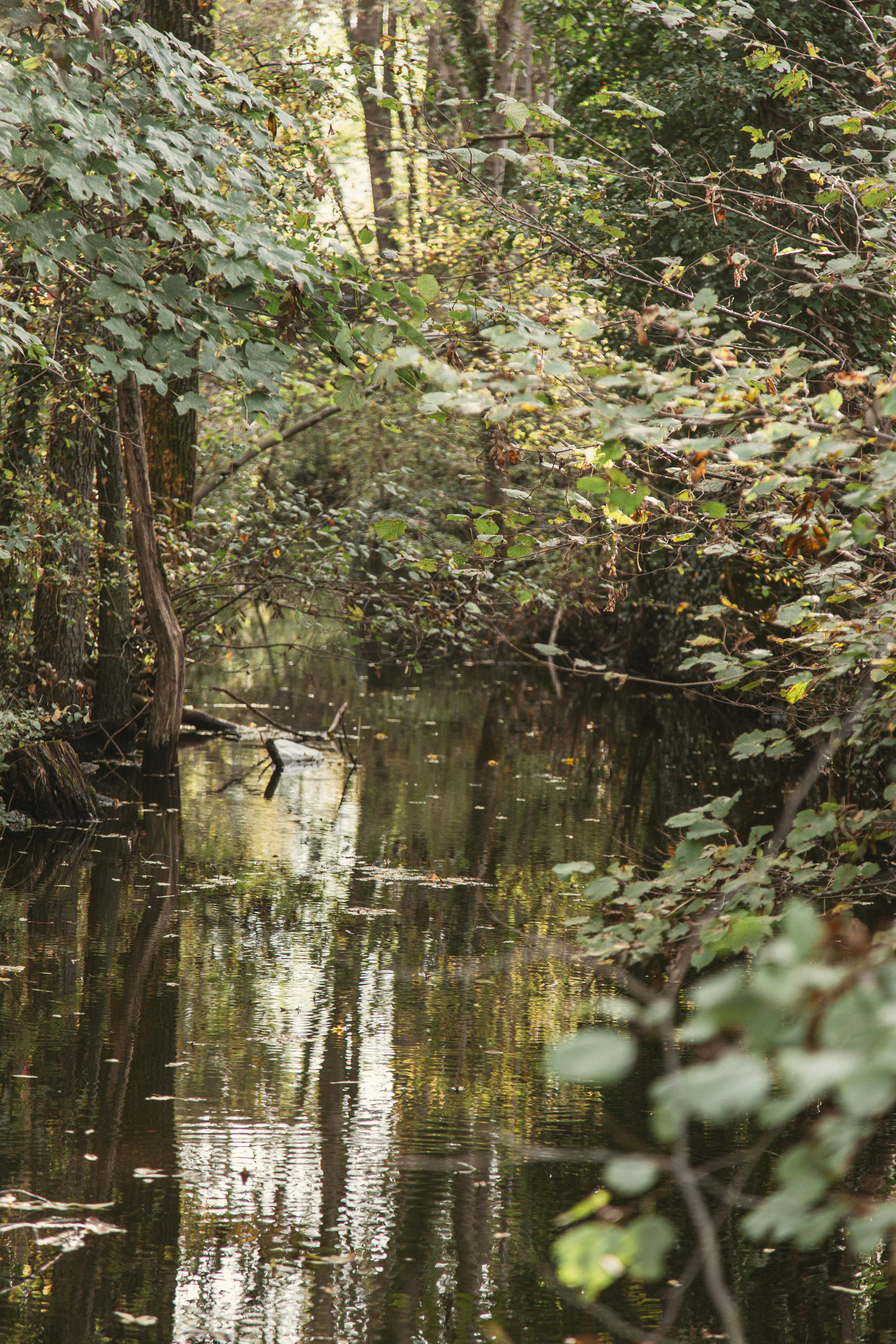 A serene forest stream reflecting autumn foliage