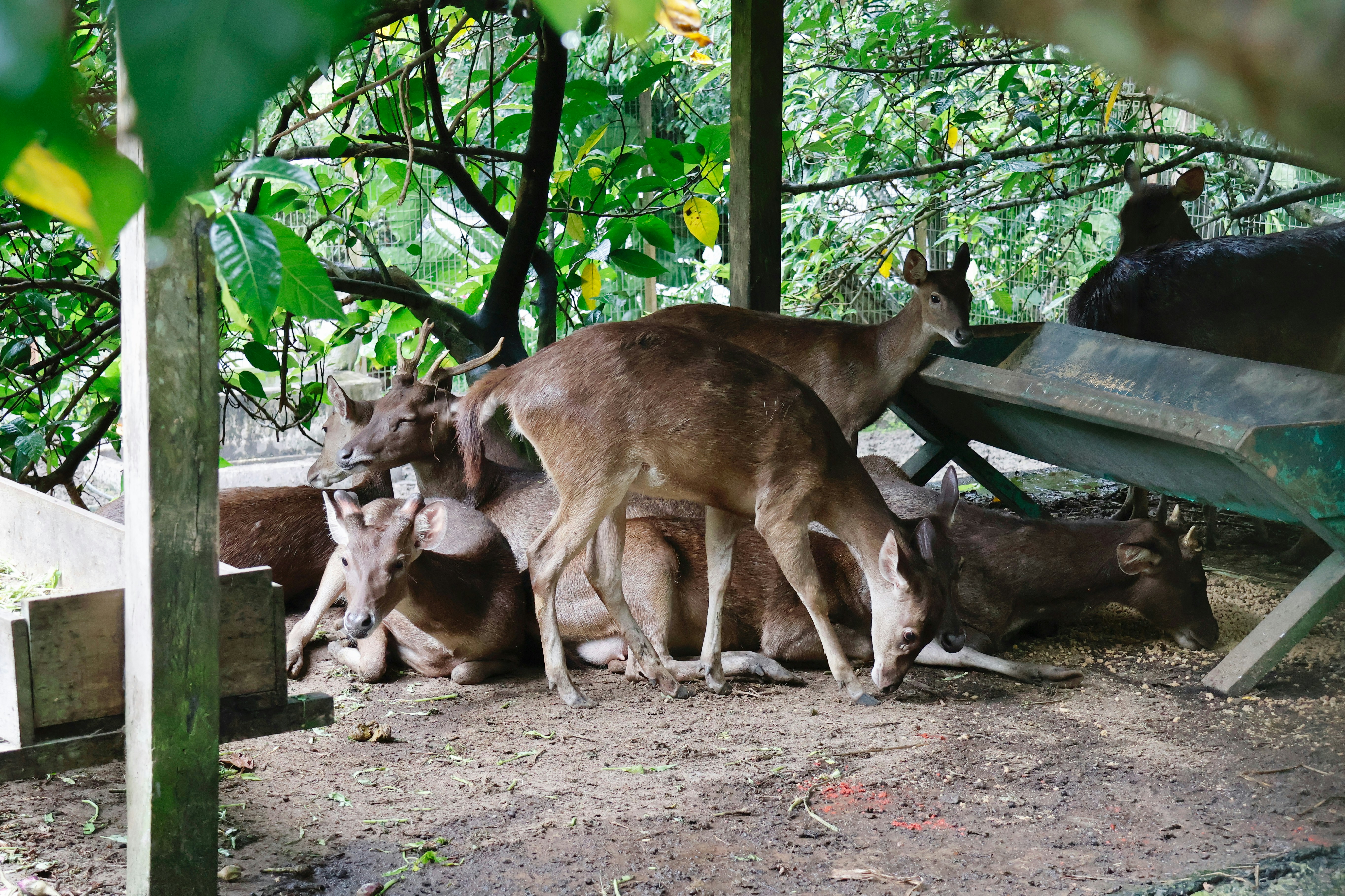 A group of deer resting under trees near a feeder.
