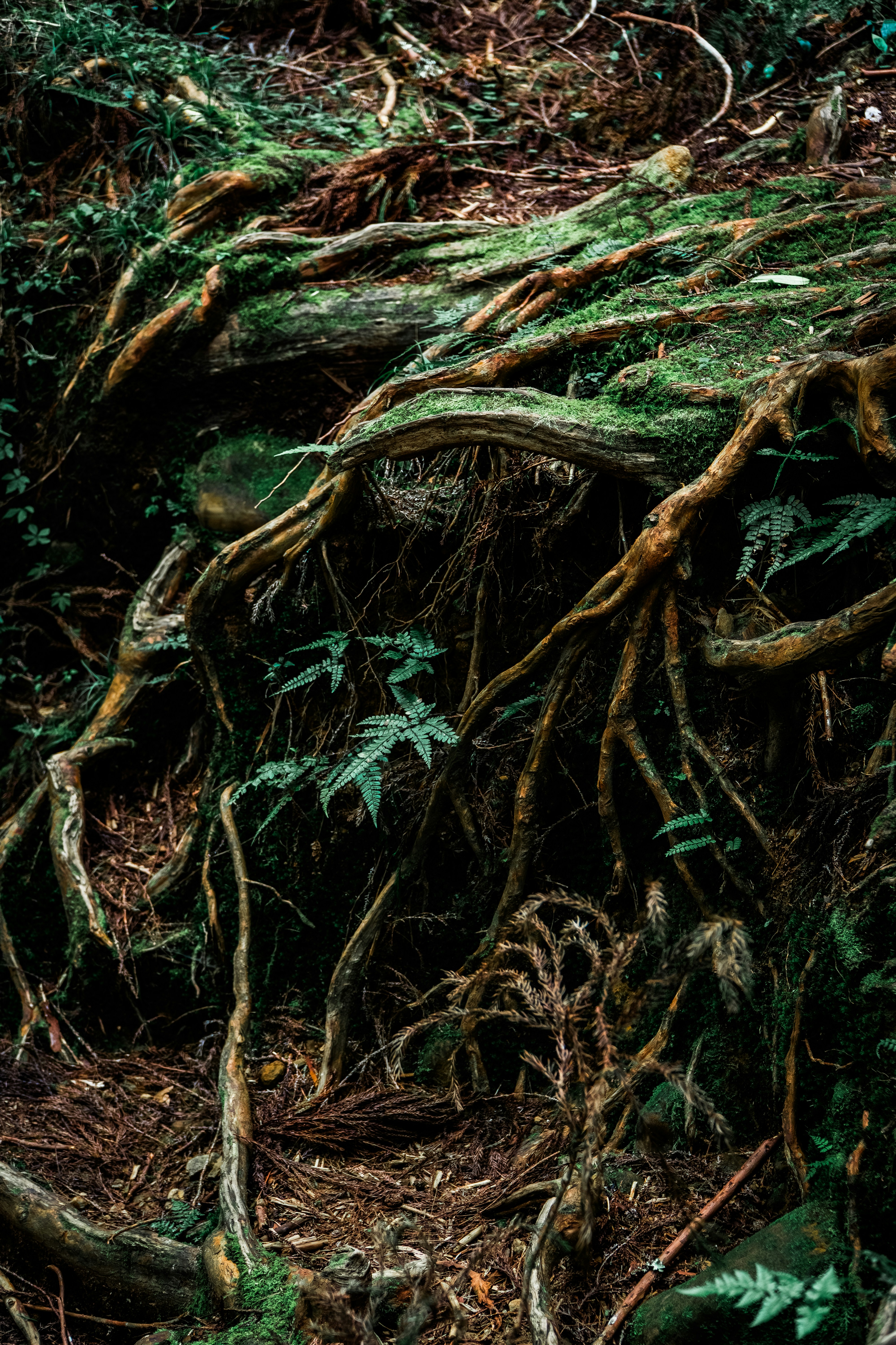 Gnarled tree roots covered in moss and ferns