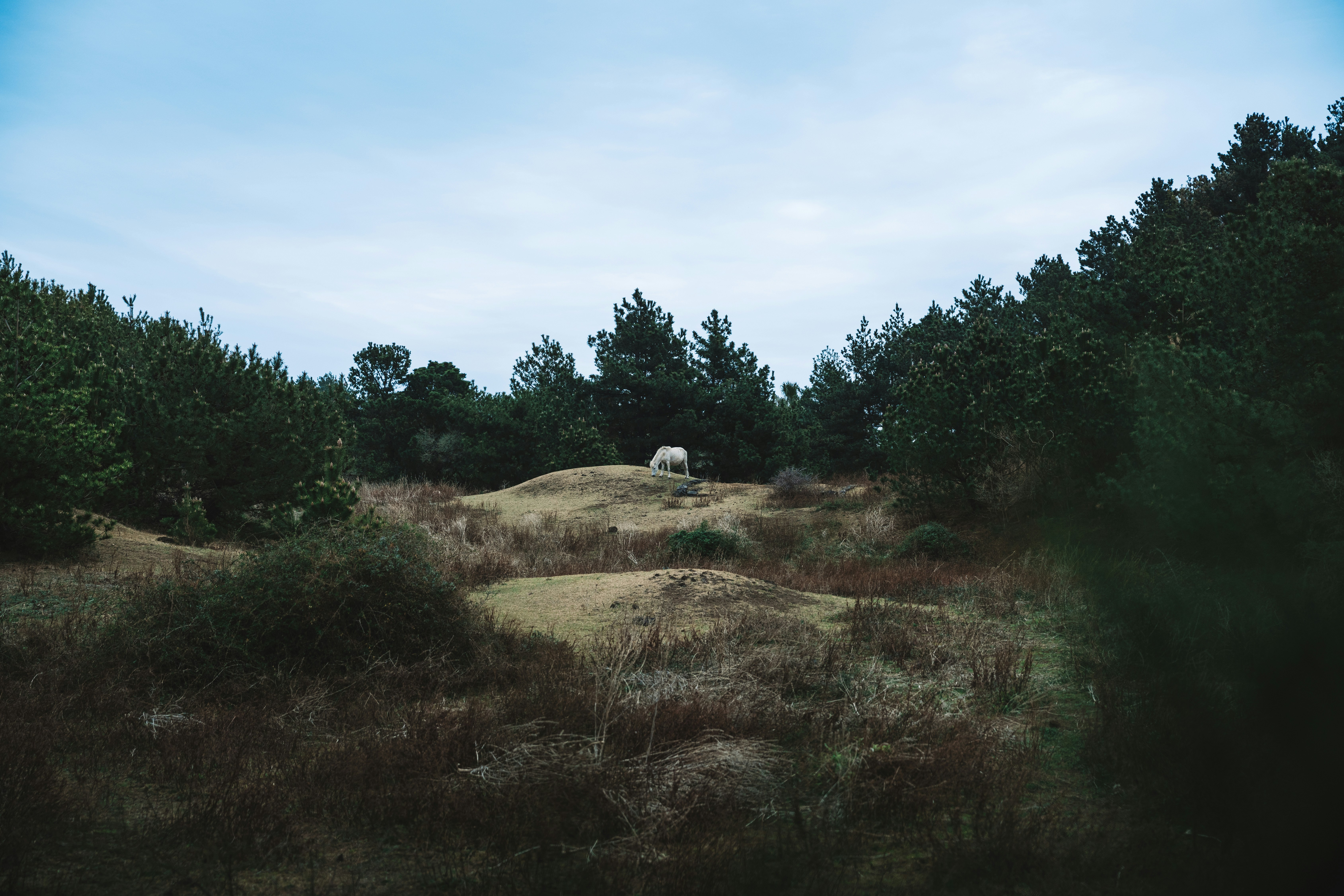 A white sheep stands on a grassy hill.
