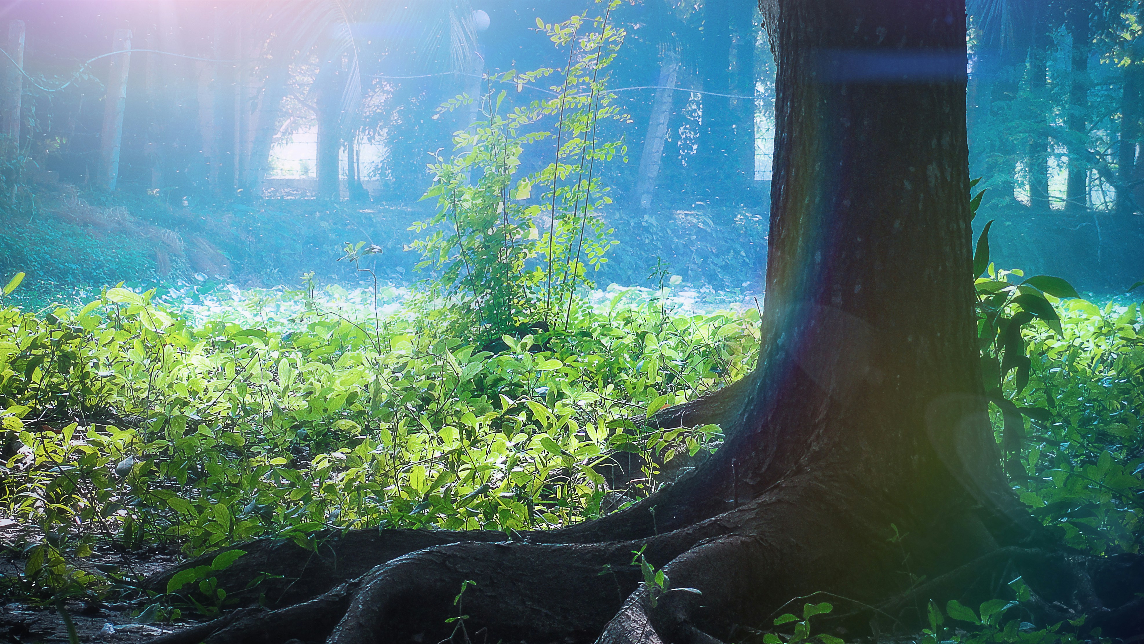 sun rays coming through tall and green trees during daytime