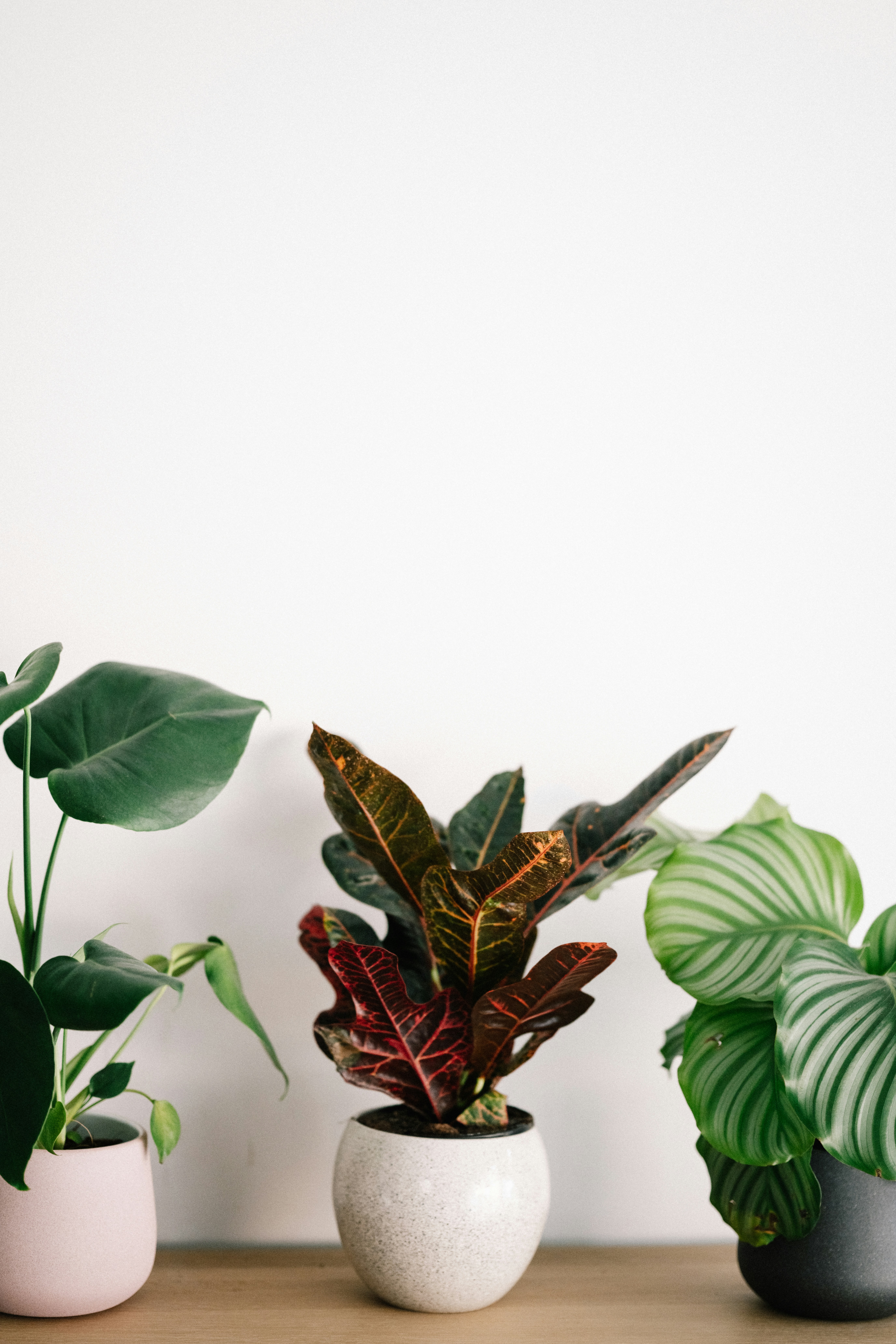 🏆 Conclusion: The Verdict on Plants and Oxygen by Gone Greenish red and green leaves on white background