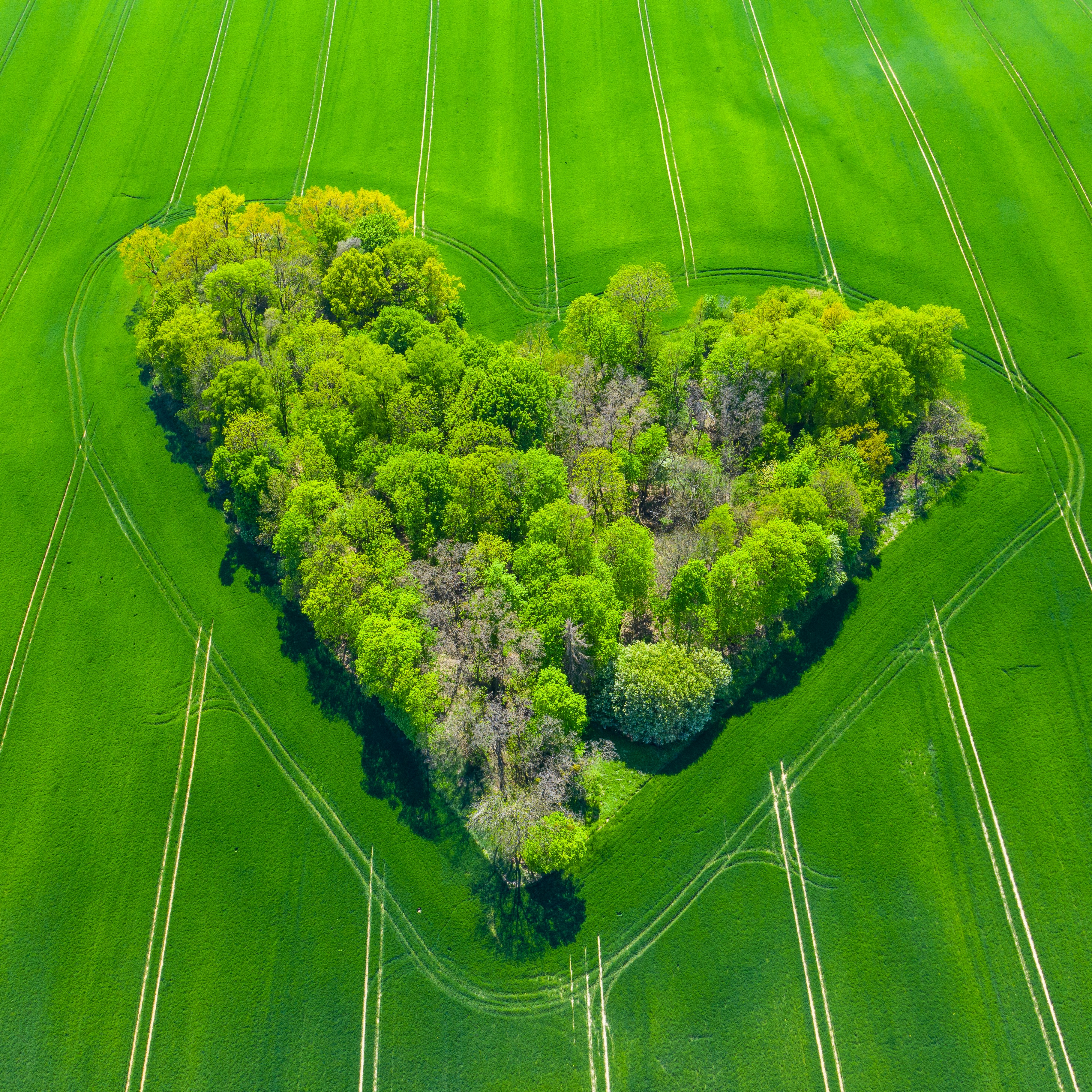 a heart shaped tree in a green field