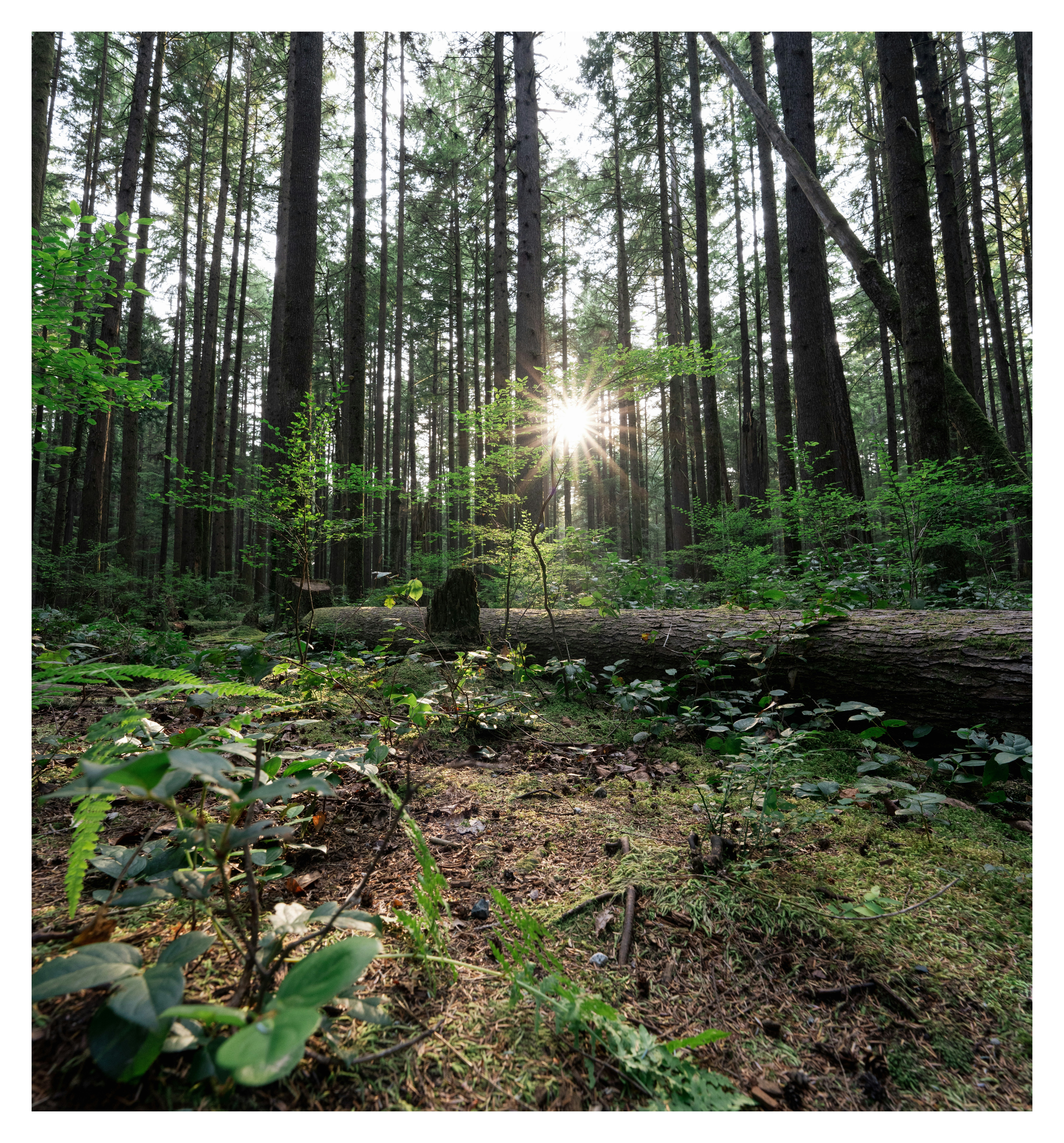 the sun is shining through the trees in the forest
