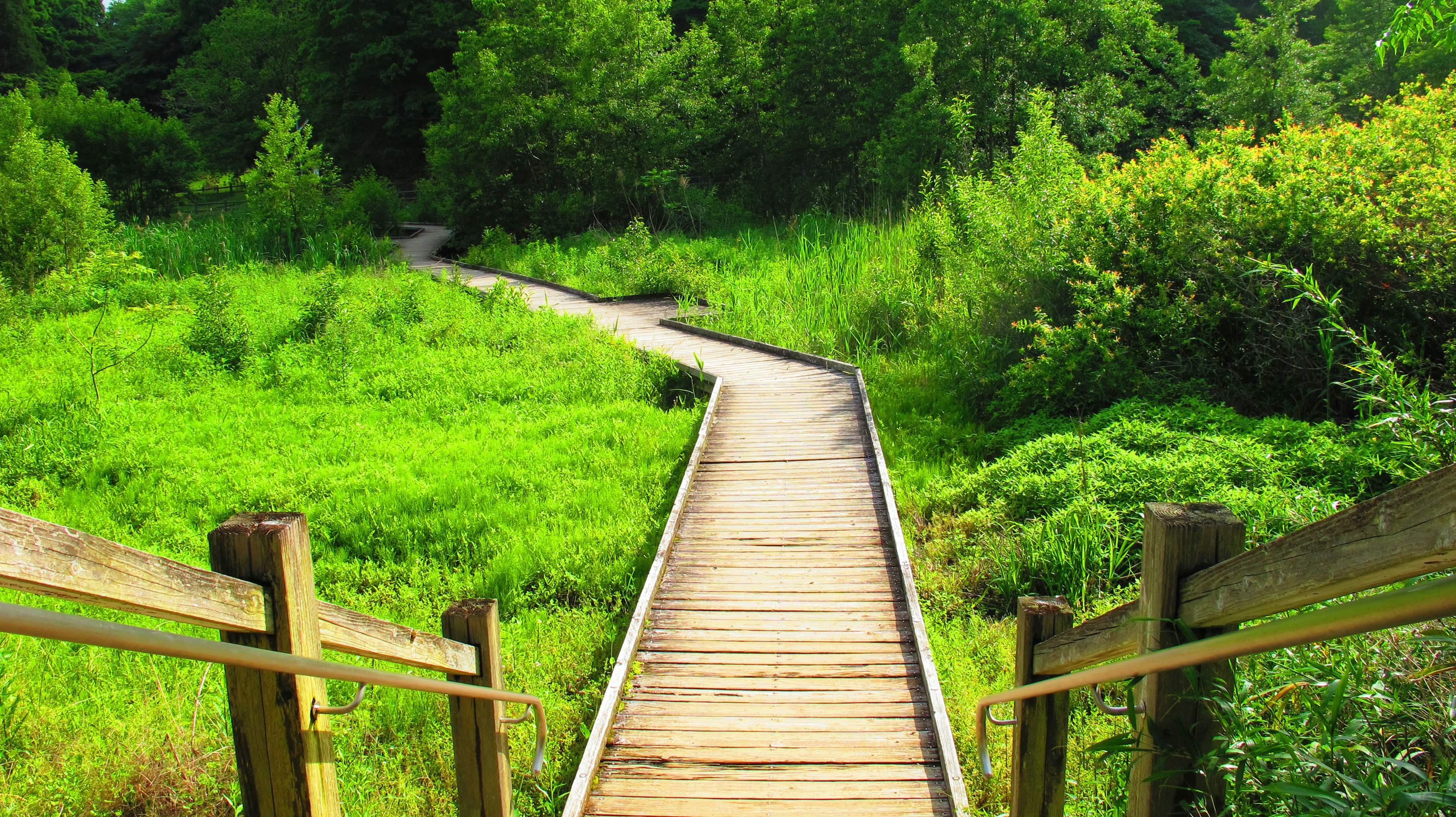 A wooden walkway going through a lush green forest