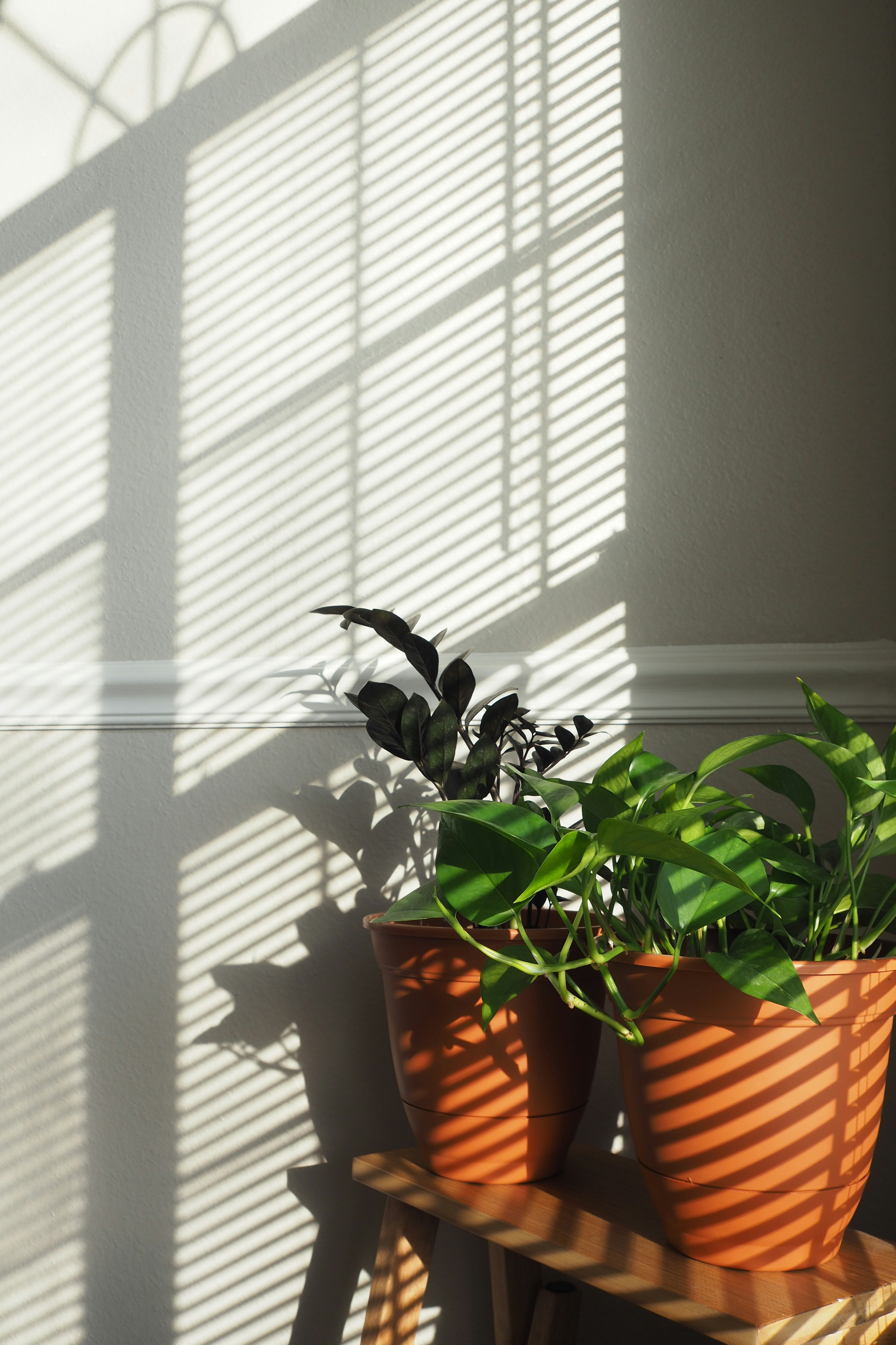 ❓ FAQ: Your Burning Questions About Plants and Oxygen Answered by Gone Greenish A couple of potted plants sitting on top of a shelf
