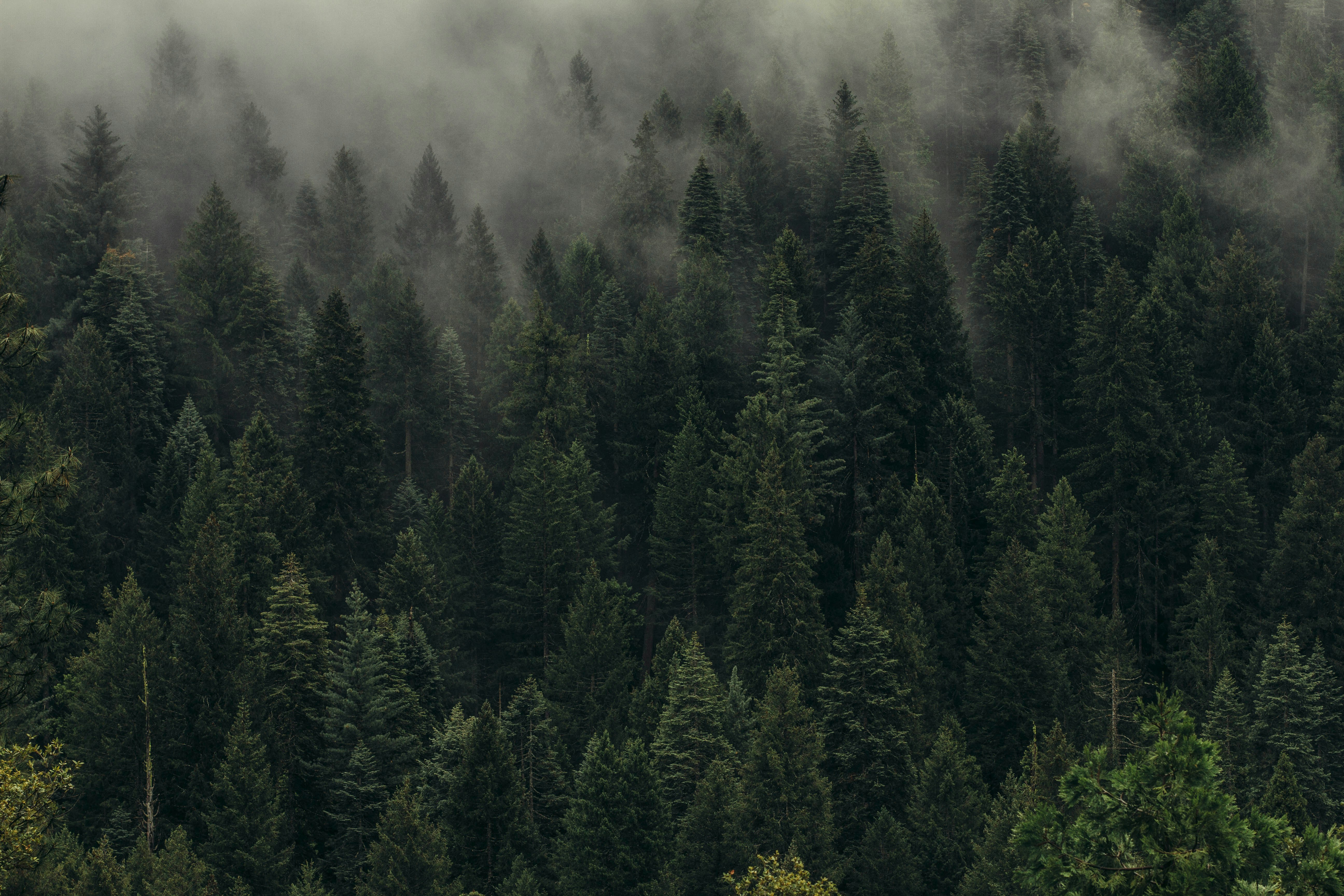 🕰️ From Carbon Neutral to Carbon Negative: A Brief History of Climate Ambition by Gone Greenish aerial view of pine trees in mist