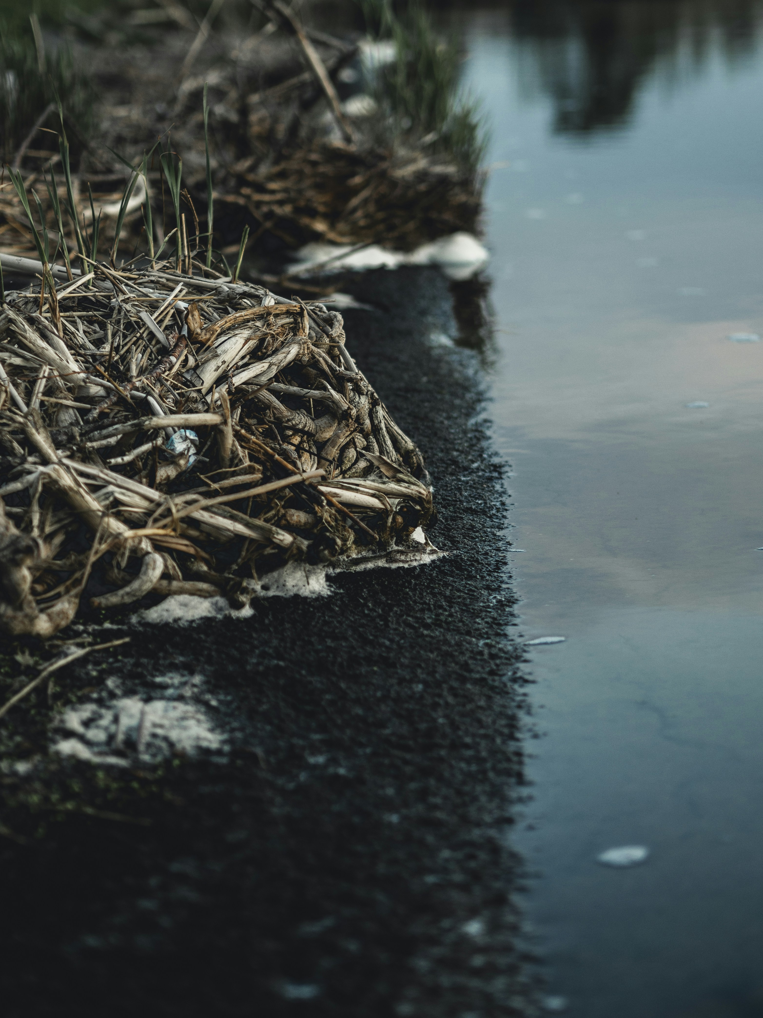 Carbon negative by Gone Greenish brown driftwoods