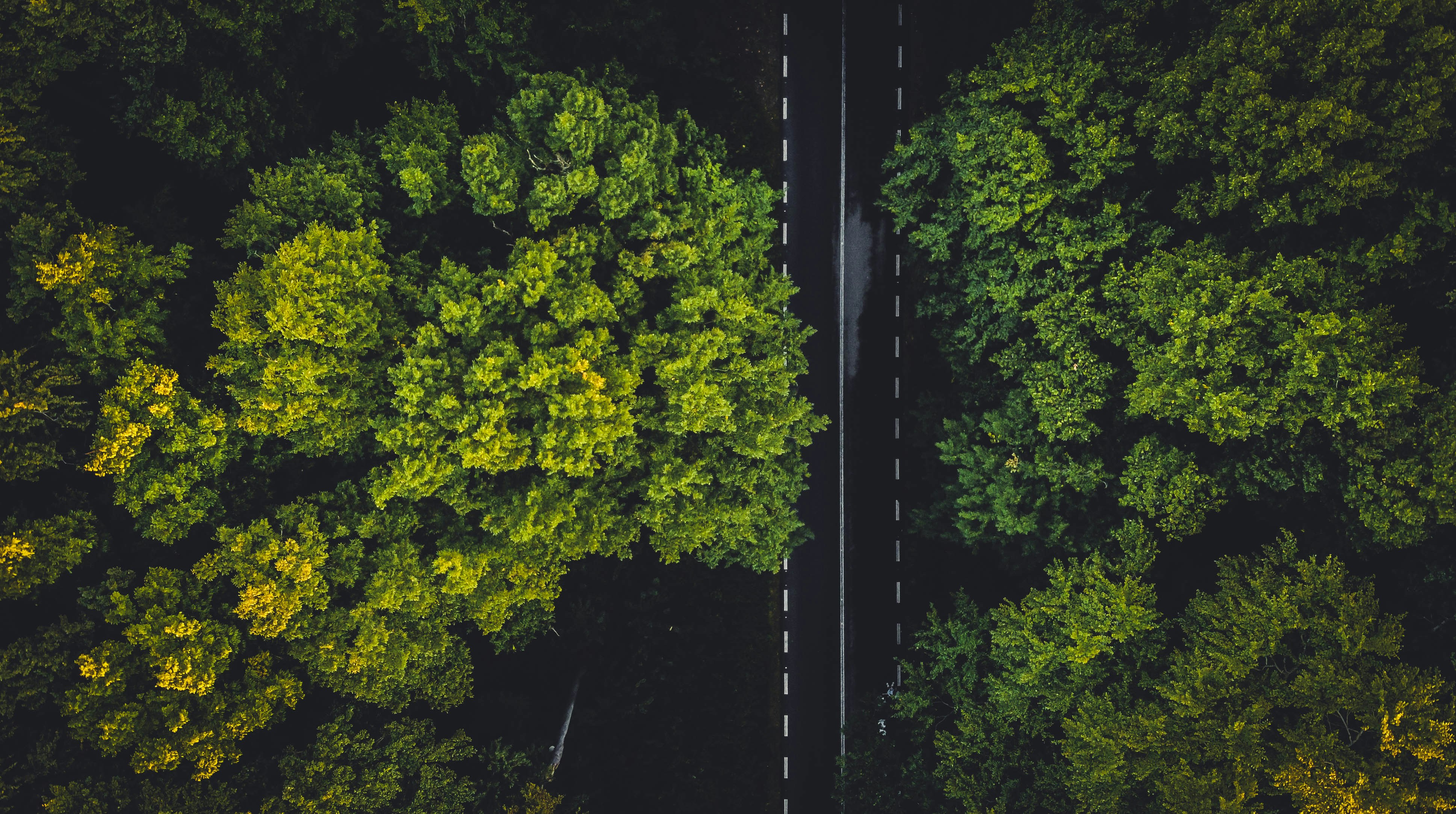 Beautiful distraction by Gone Greenish green trees on the forest during daytime