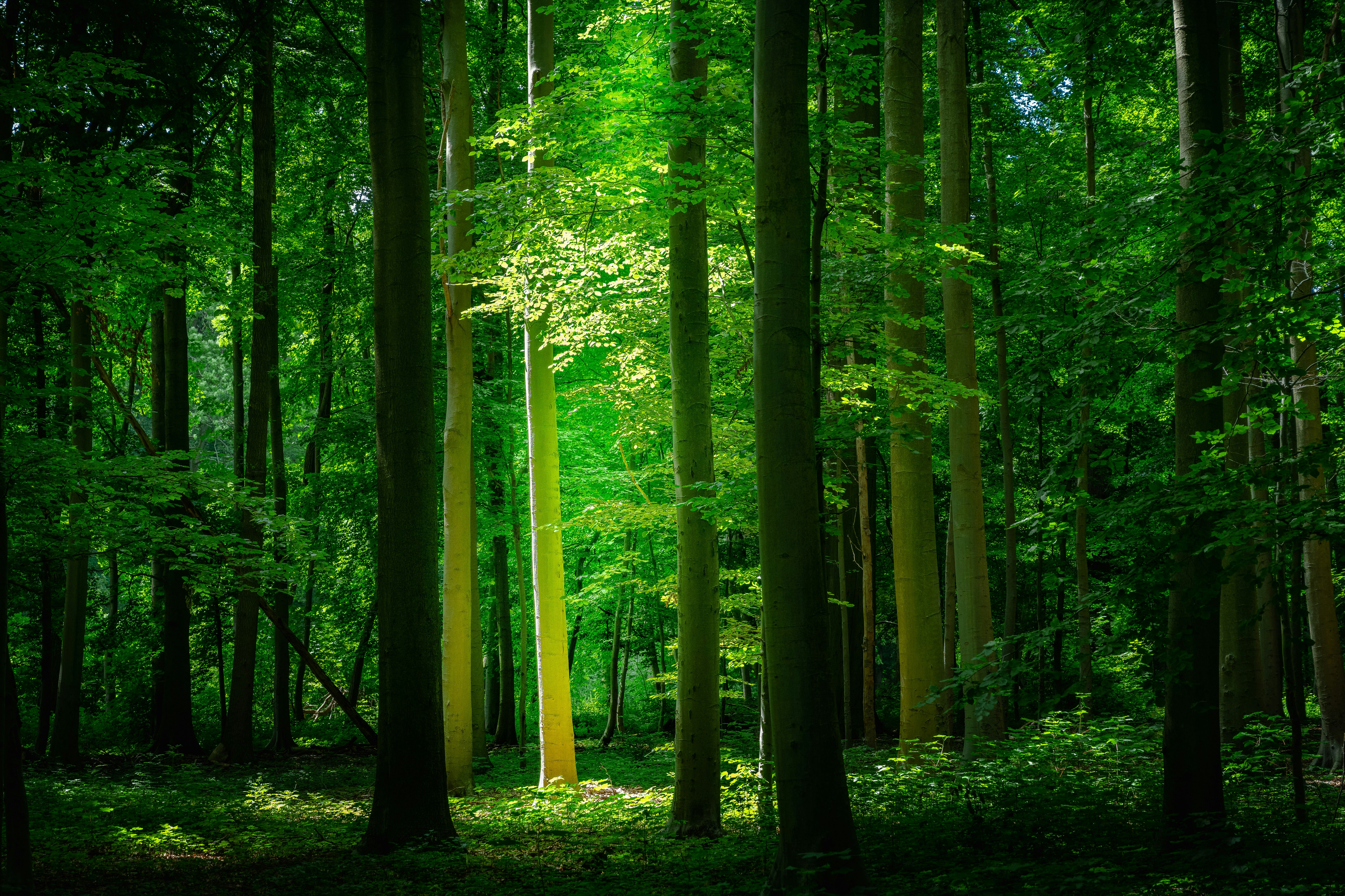 The Forest by Gone Greenish green trees in forest during daytime