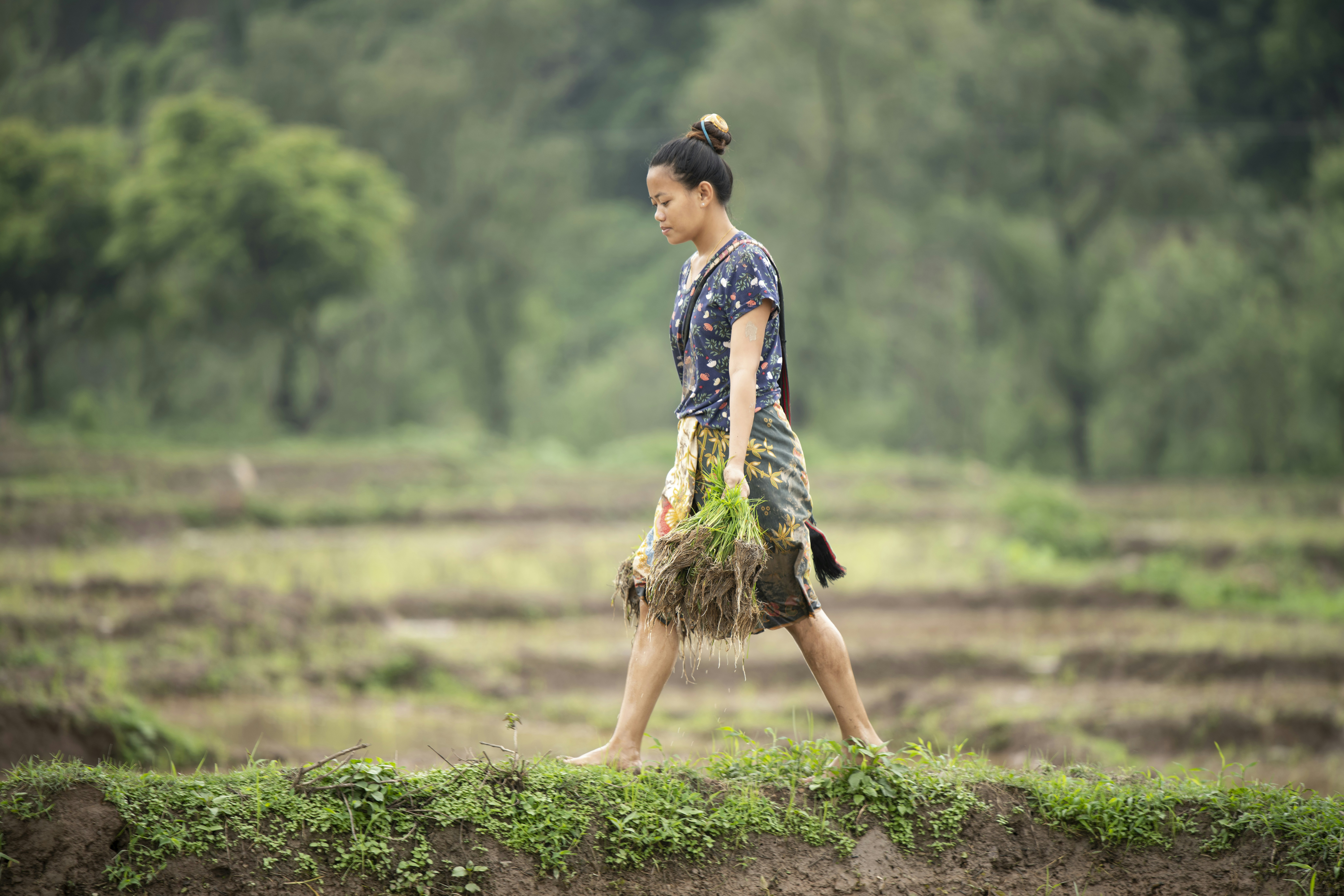 She is carrying the baby paddy plants to put it in the mud. Paddy plantation is done in Nepal during the period of July-August. by Gone Greenish a woman walking across a lush green field