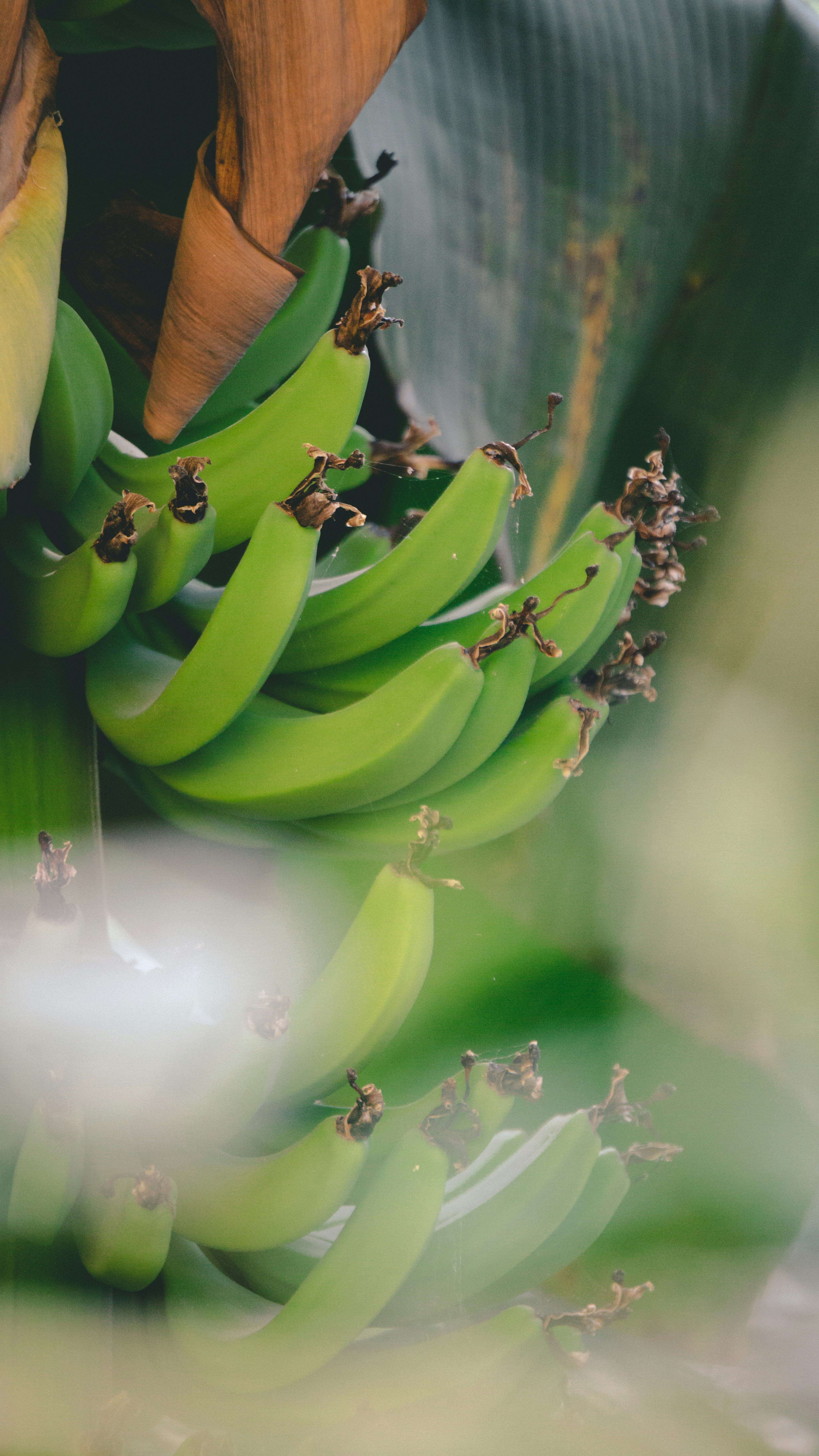 a bunch of green bananas hanging from a tree