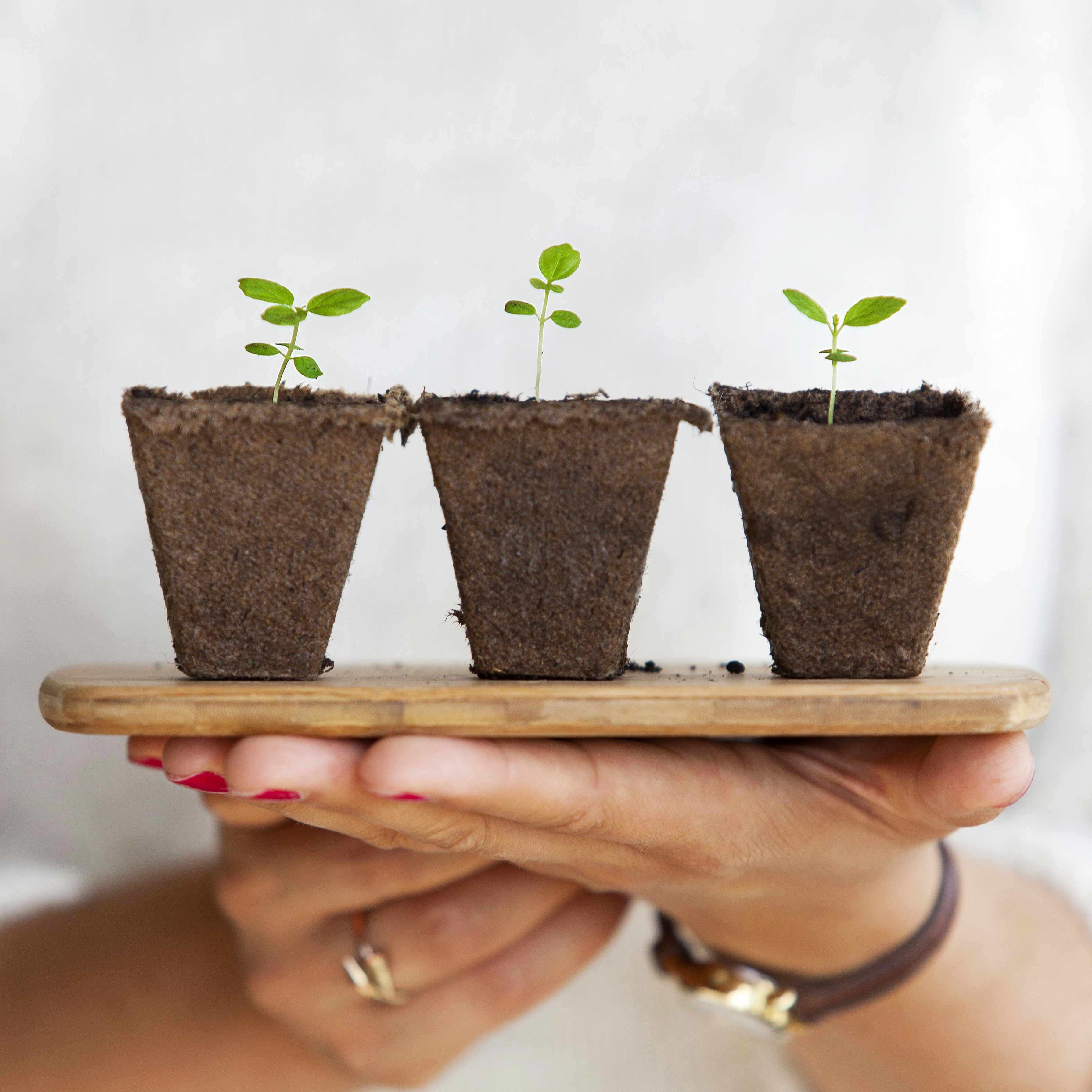 Replanting small plants by Gone Greenish three green leafed plants