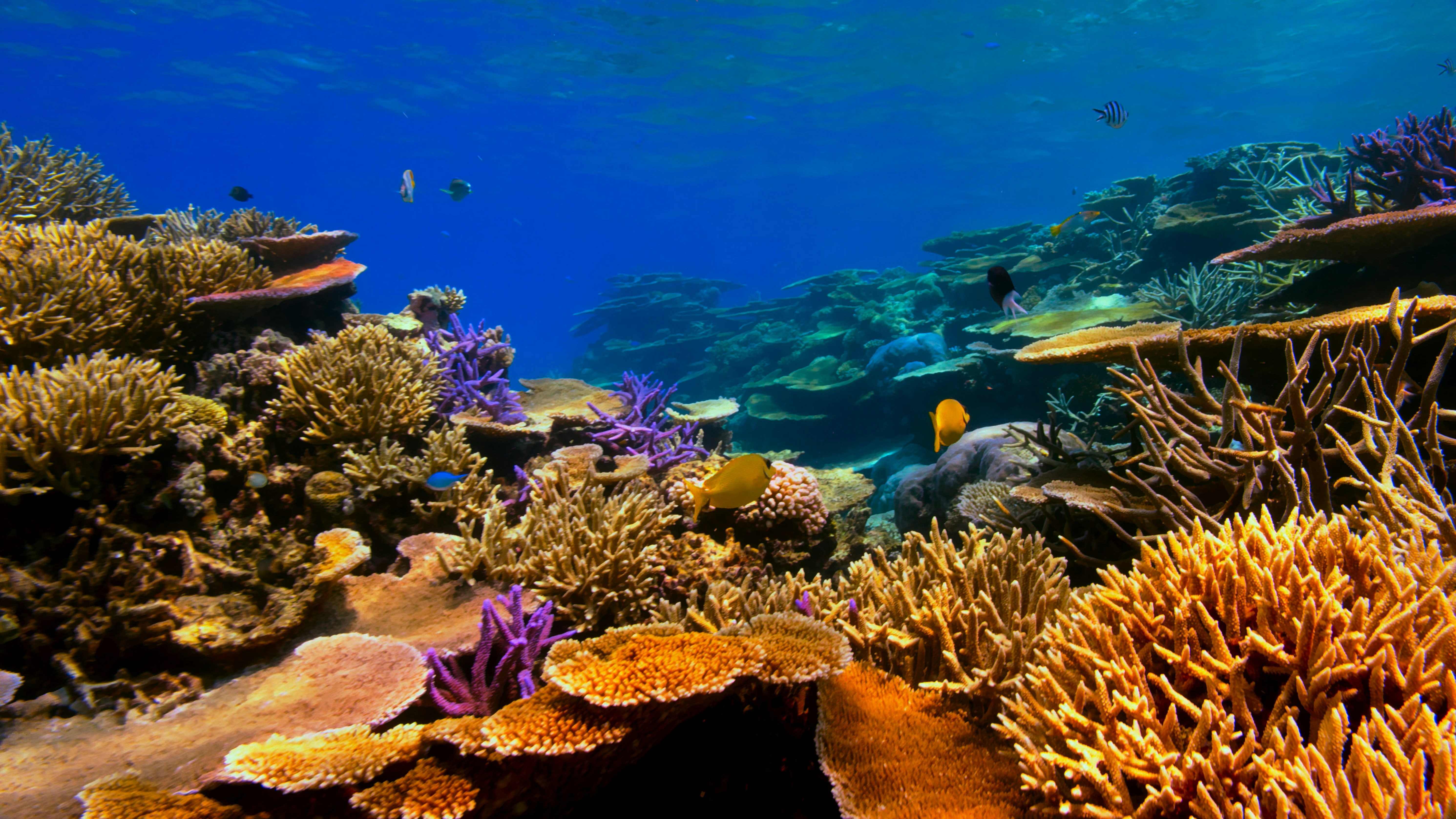 an underwater view of a coral reef with fish