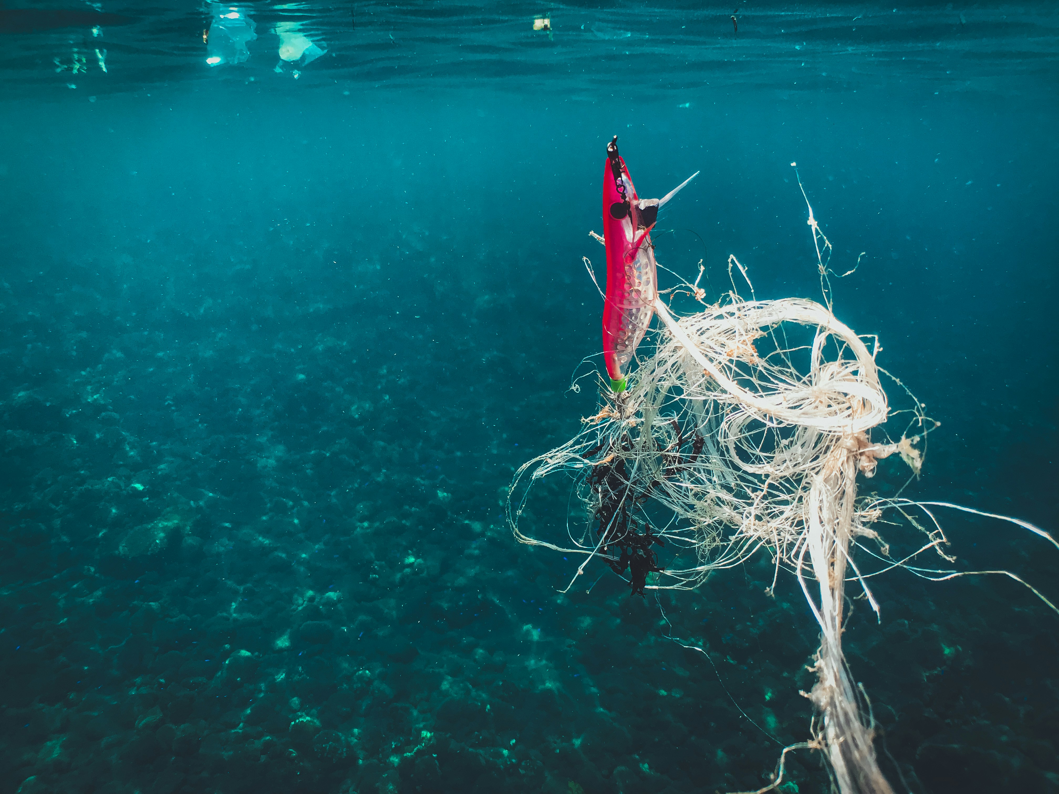 Fishing lure tangled in ocean plastic debris