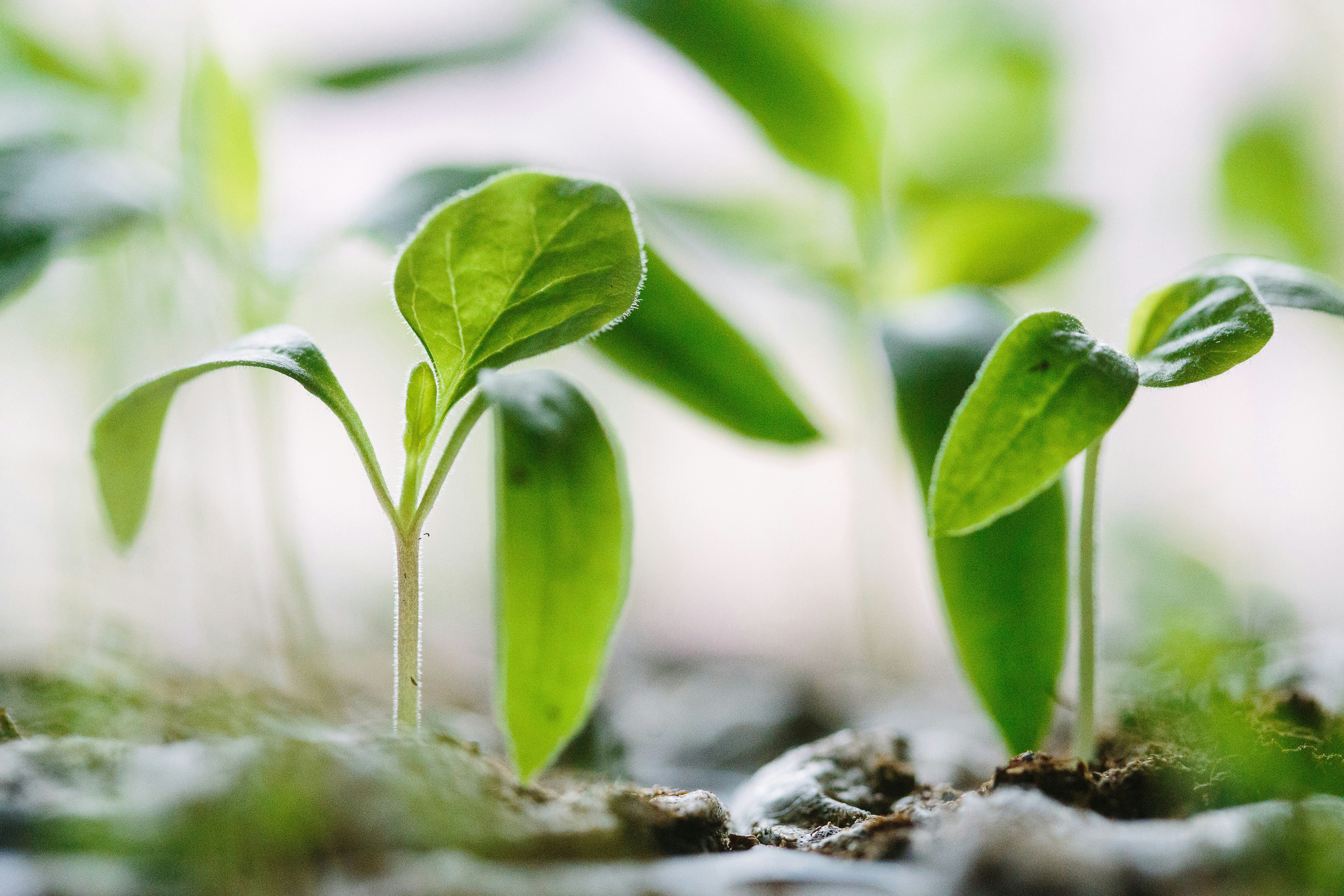 🧐 Conclusion by Gone Greenish green plants on soil