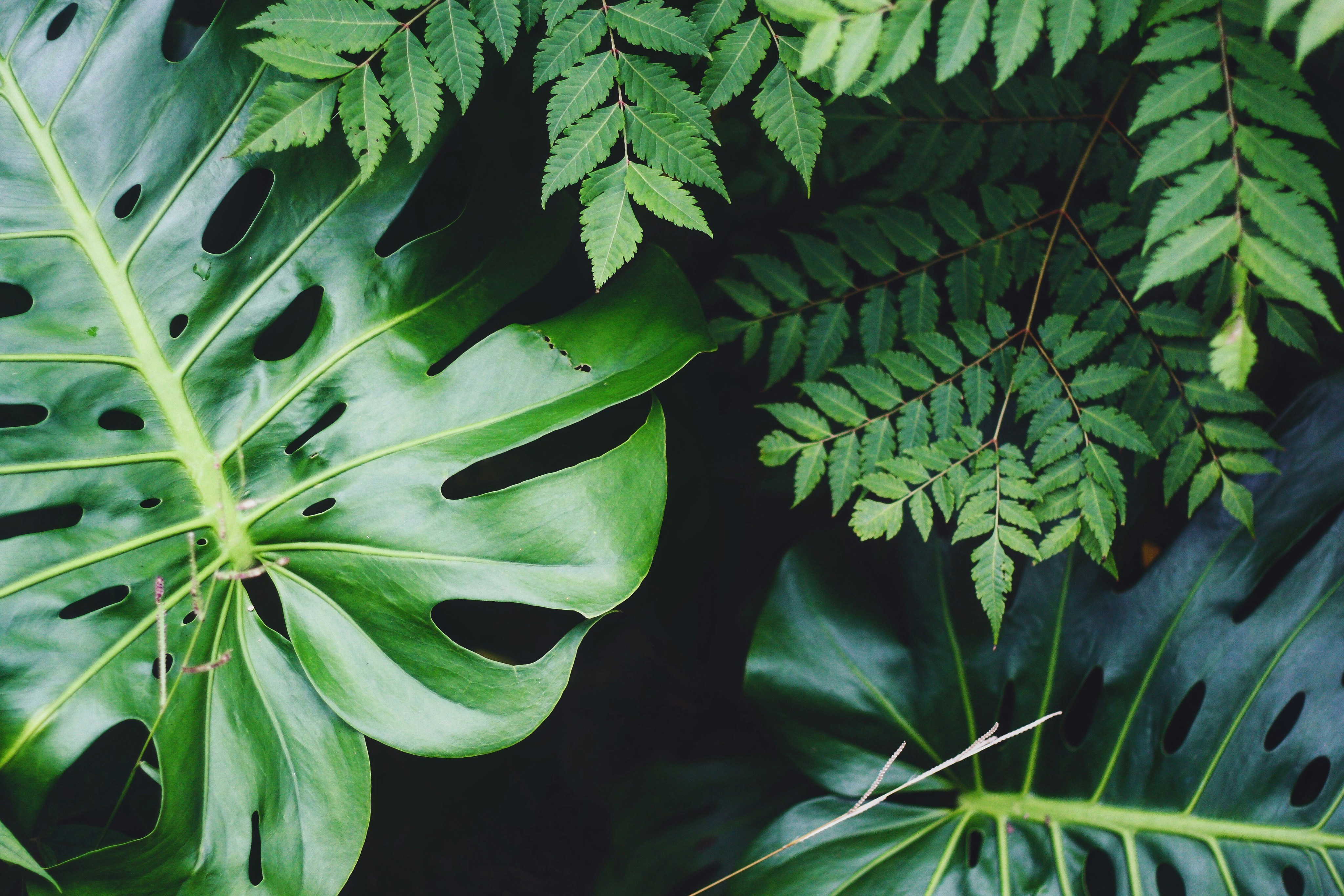 Monstera and other plants native to Hawaii by Gone Greenish green and white leaf plant