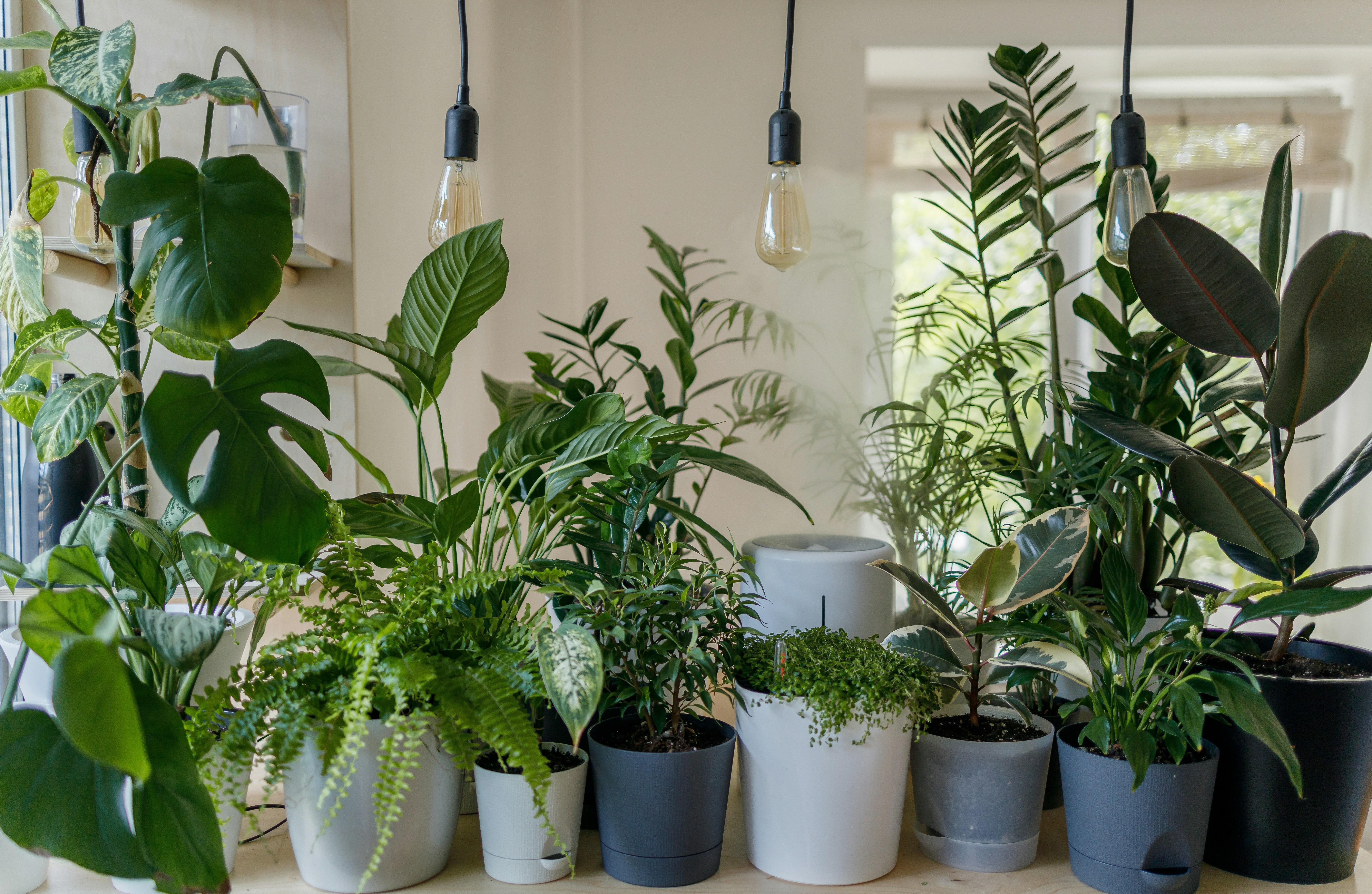 ❓ FAQ: Your Burning Questions About Plant-Based Oxygen by Gone Greenish green plant in white ceramic pot